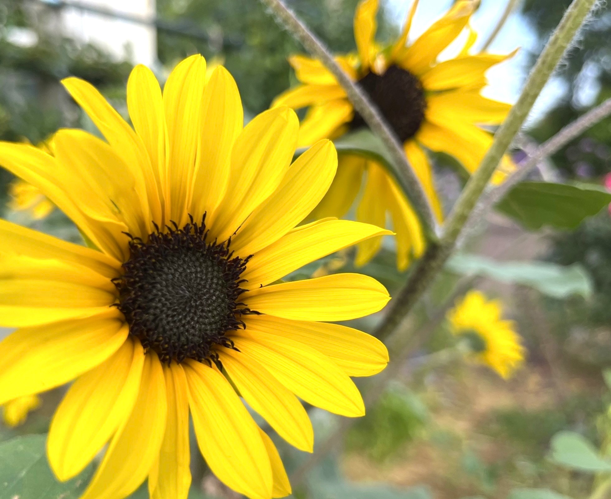 ６/28  ヒマワリさん