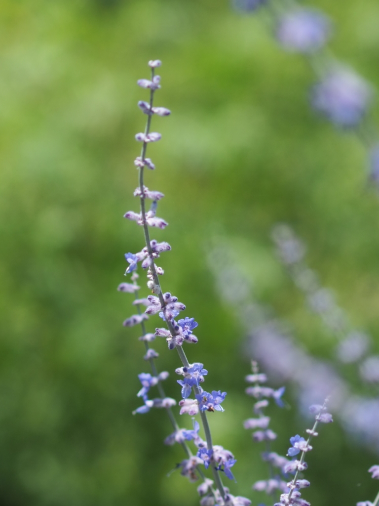 6/28  ロシアンセージさん