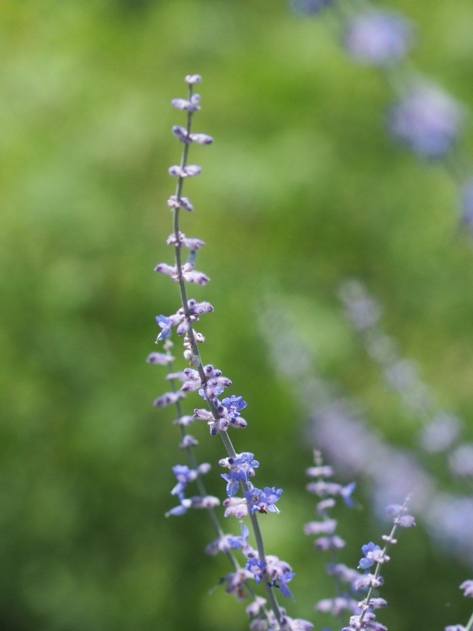 6/28  ロシアンセージさん