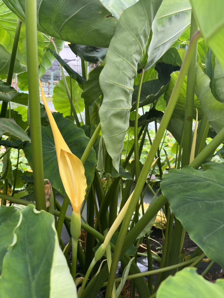 7/31 サトイモさん