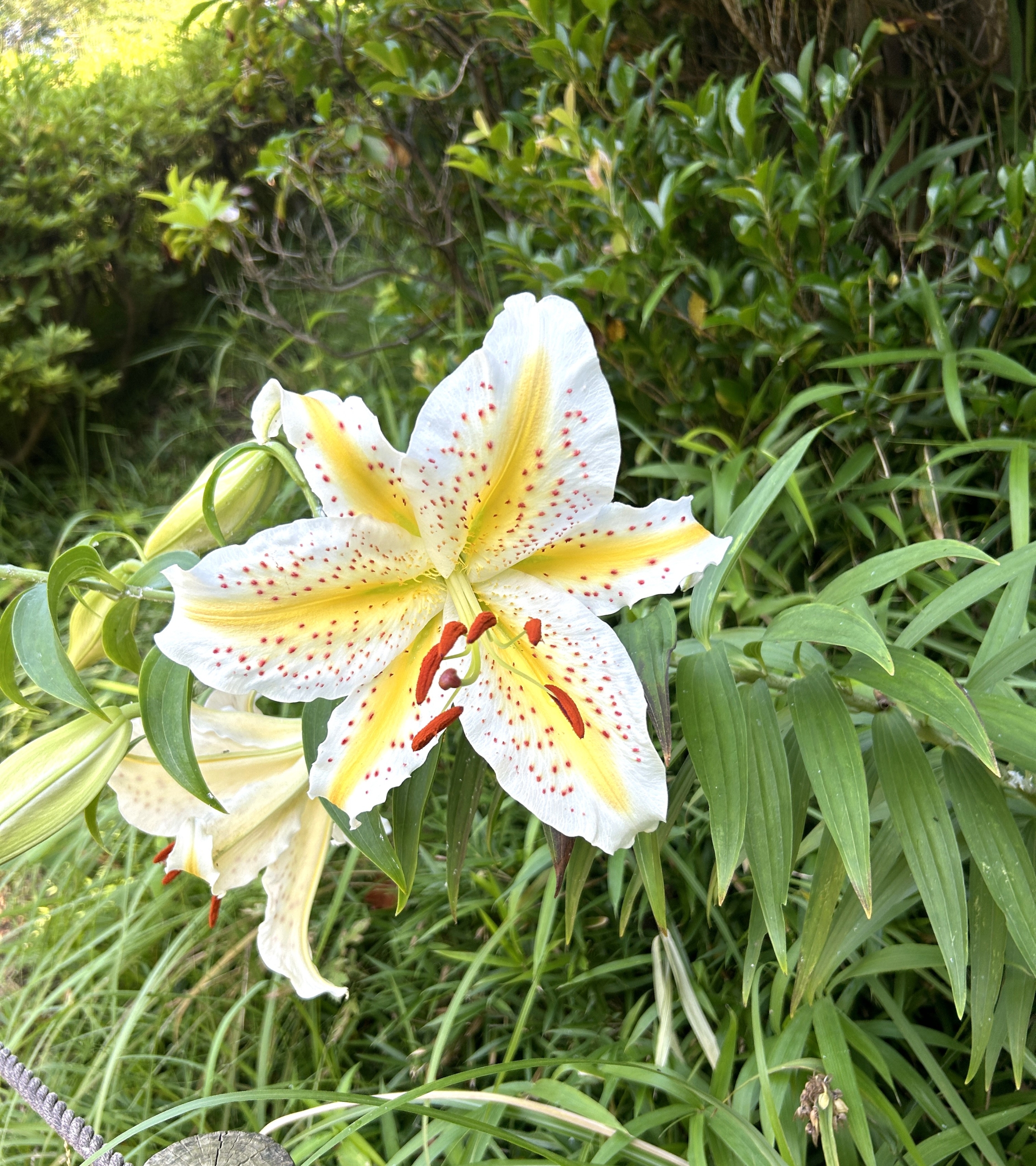 7/4  ヤマユリさん