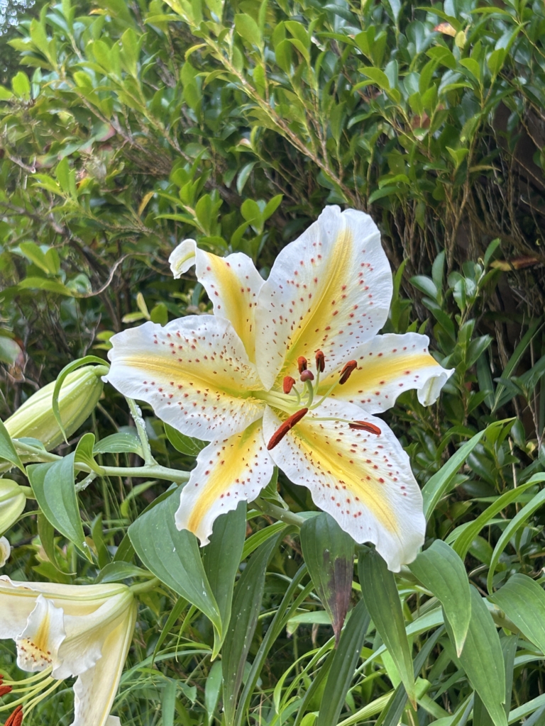 7/4  ヤマユリさん