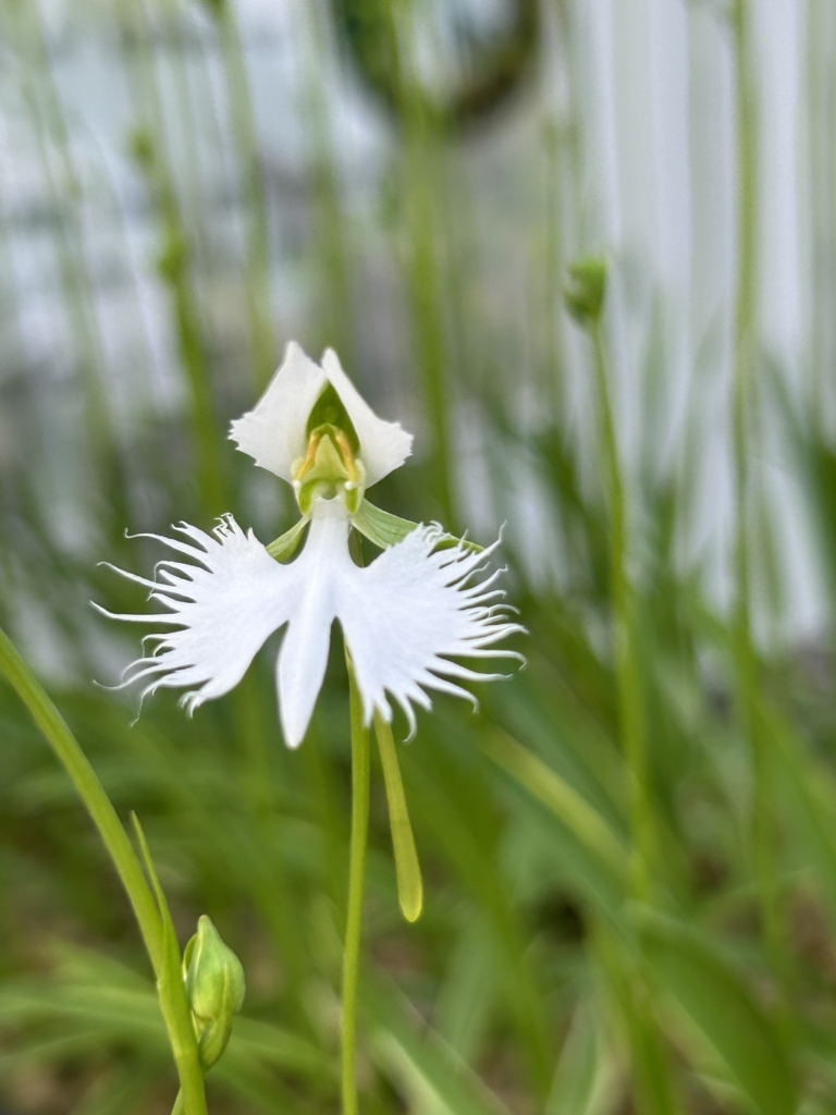 7/20 サギソウさん