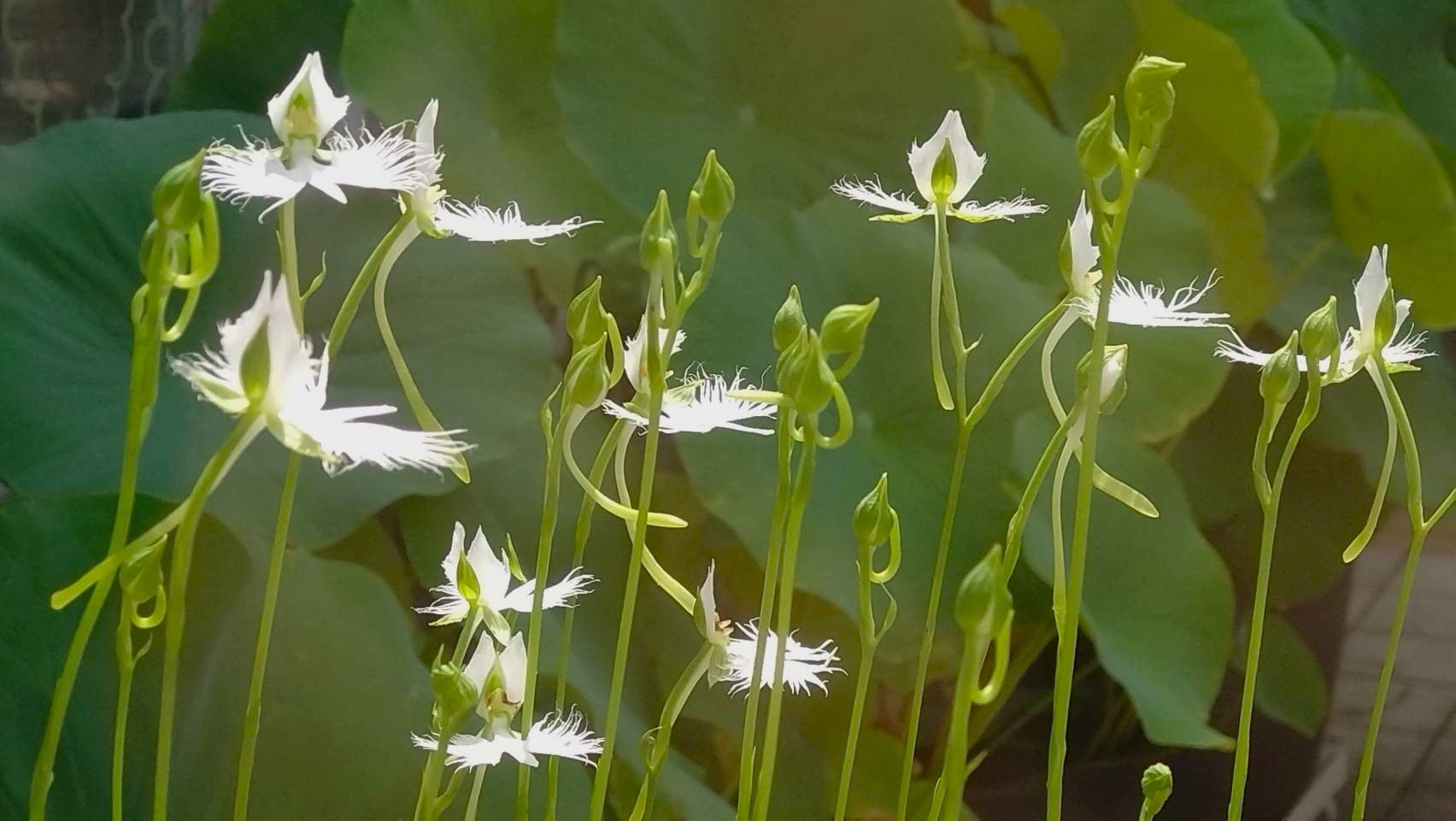 7/20 サギソウさん
