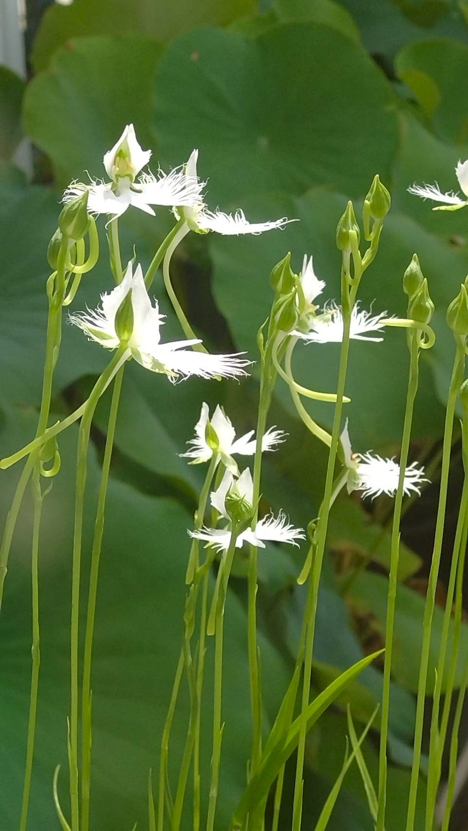 7/20 サギソウさん