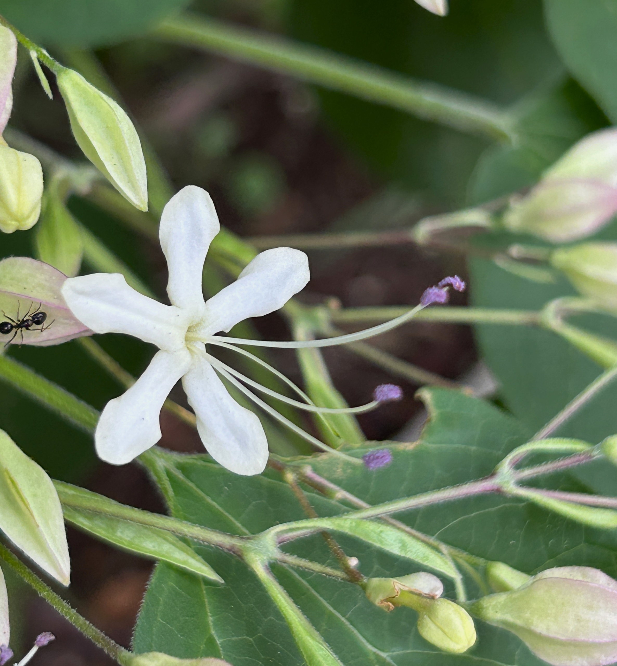 8/2  クサギさん