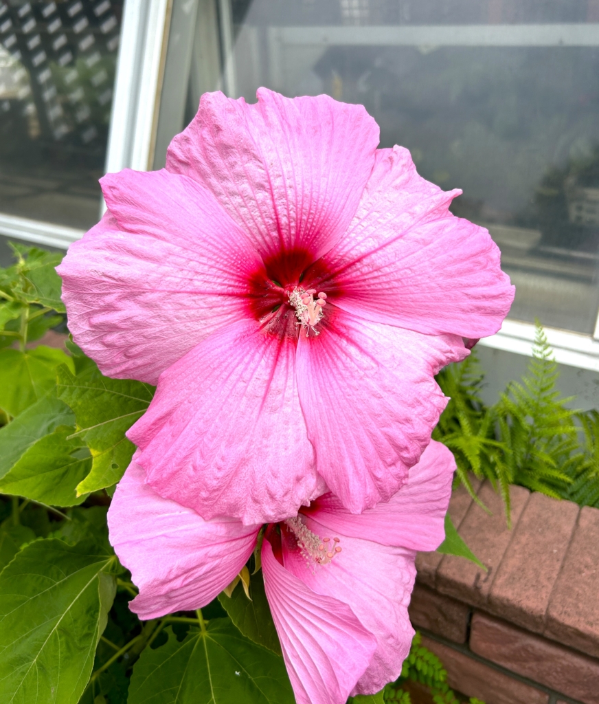 8/2  アメリカフヨウさん