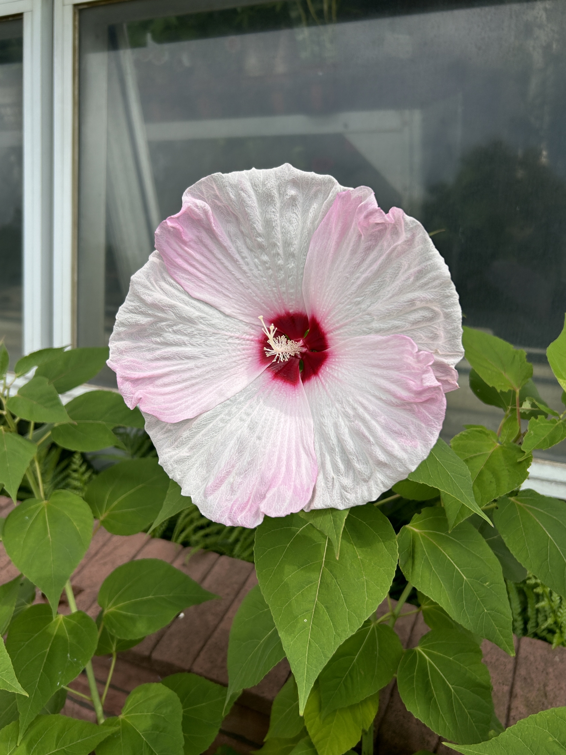 8/2  アメリカフヨウさん