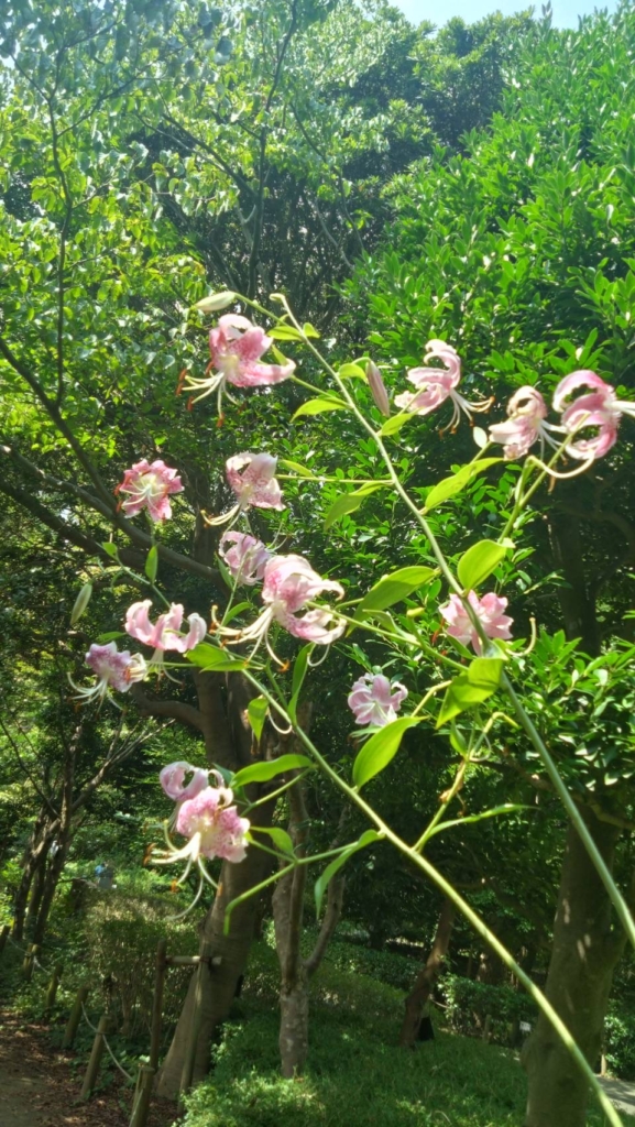 8/2  カノコユリさん