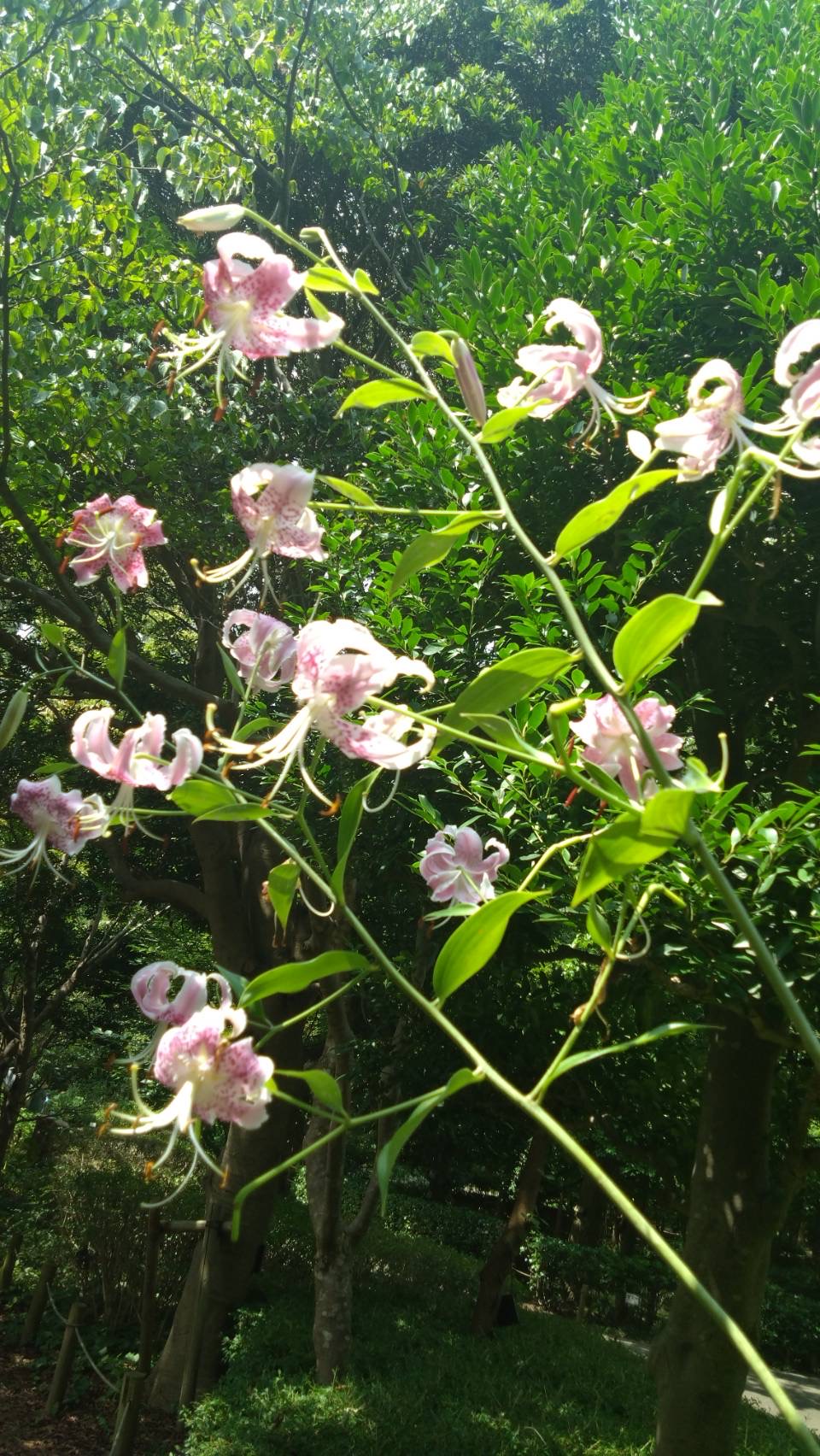 8/2  カノコユリさん