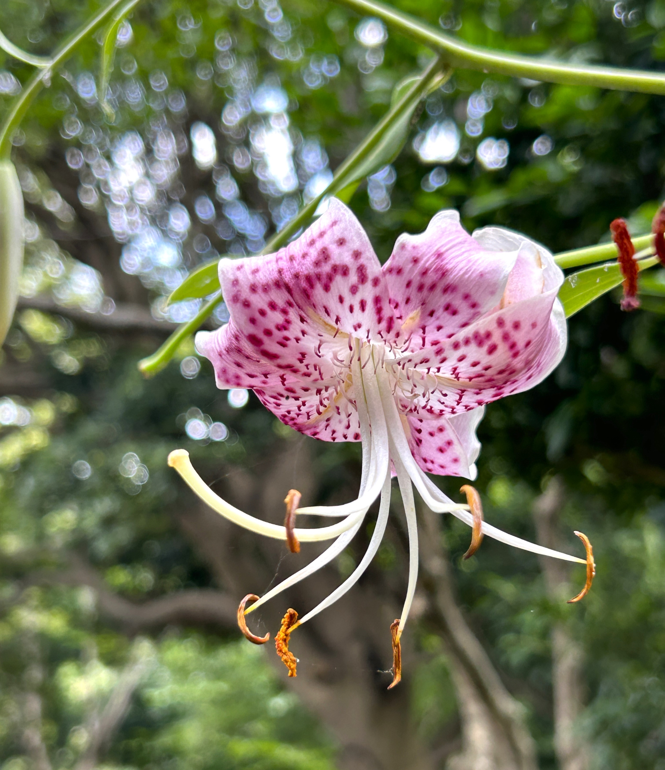 8/2  カノコユリさん