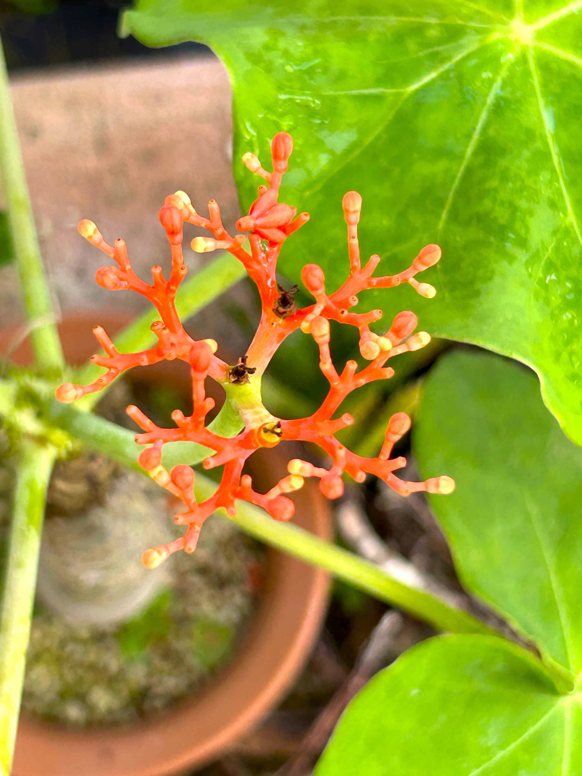 8/2  サンゴアブラキリ（珊瑚油桐）さん