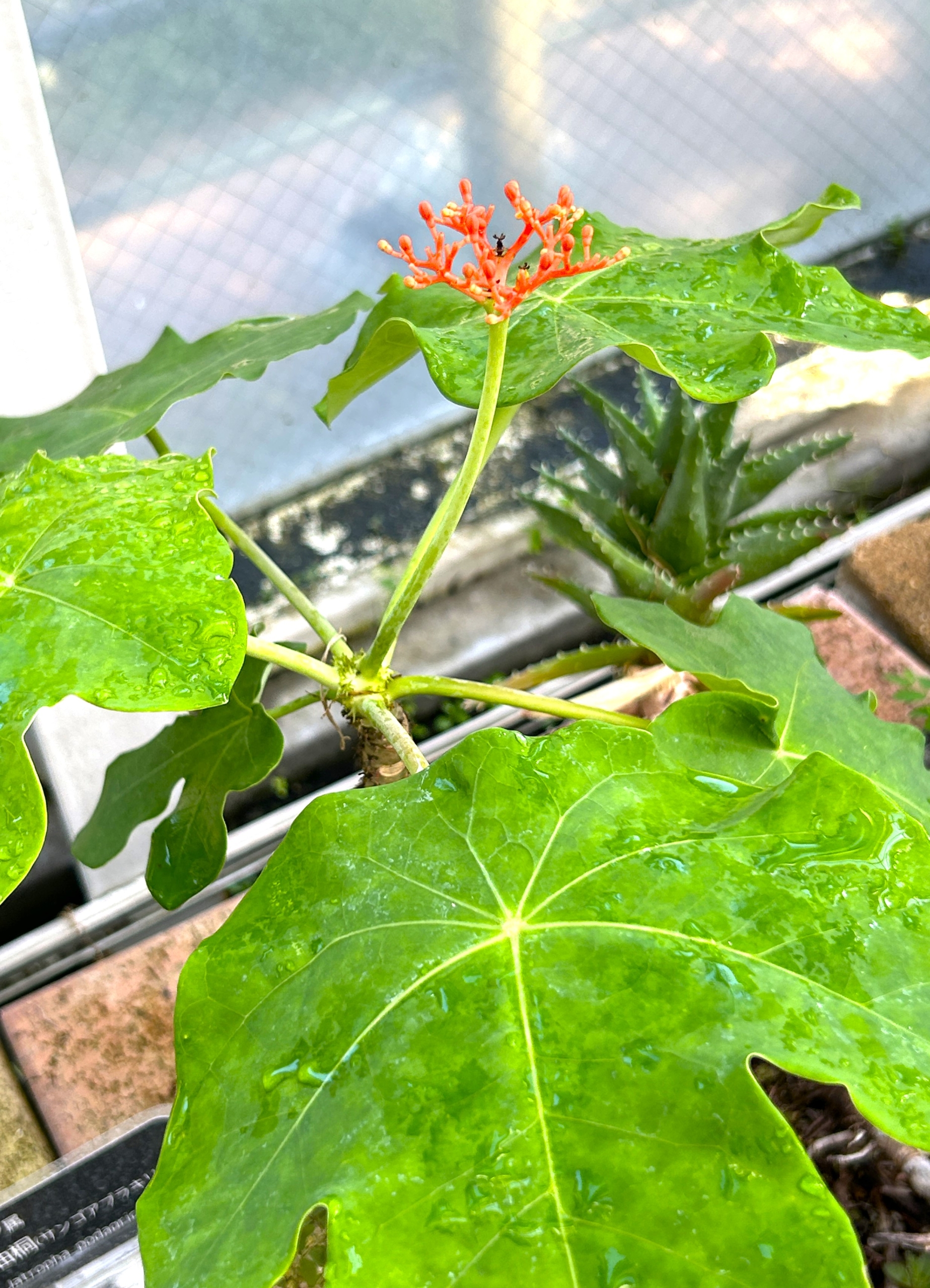 8/2  サンゴアブラキリ（珊瑚油桐）さん