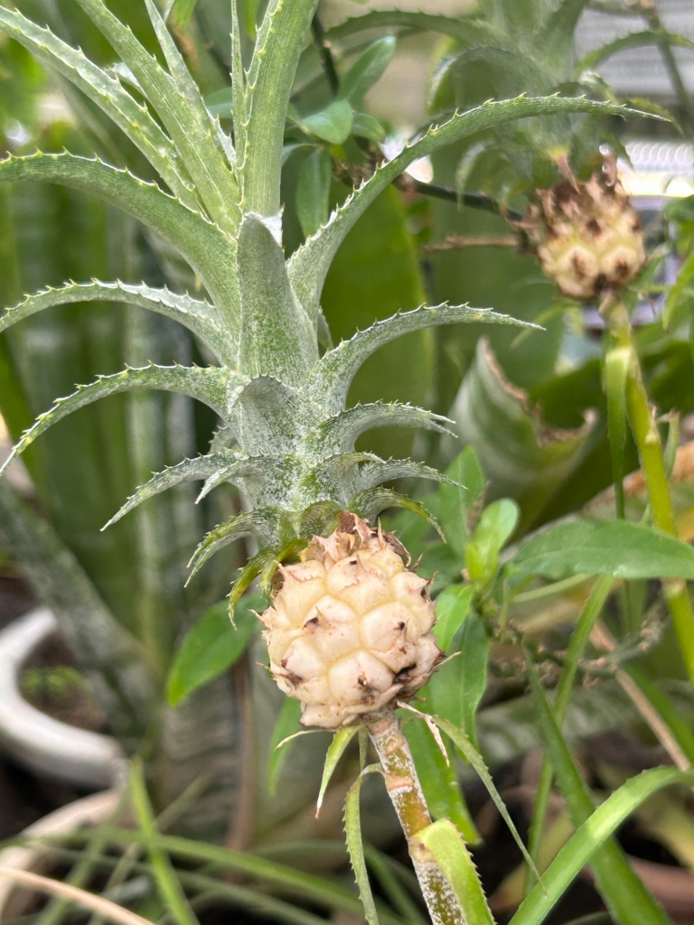 8/17  アナナス・ナヌスさん