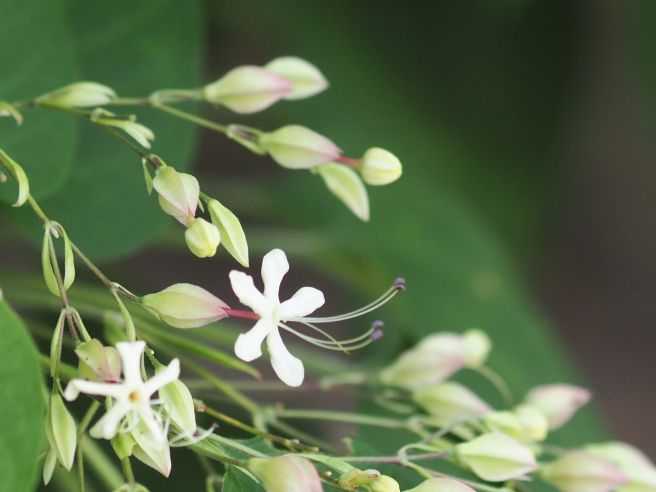 8/2  クサギさん