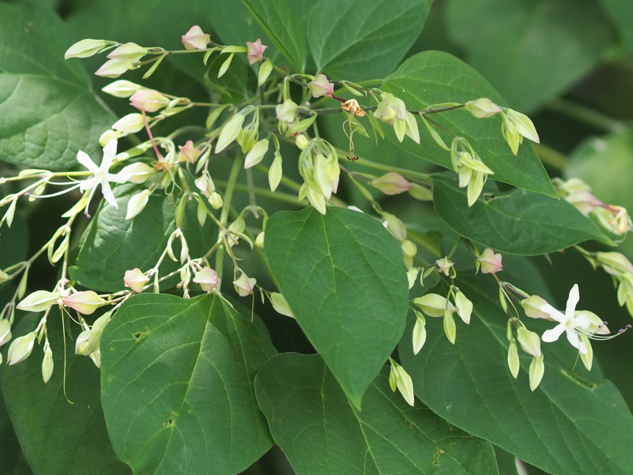 8/2  クサギさん