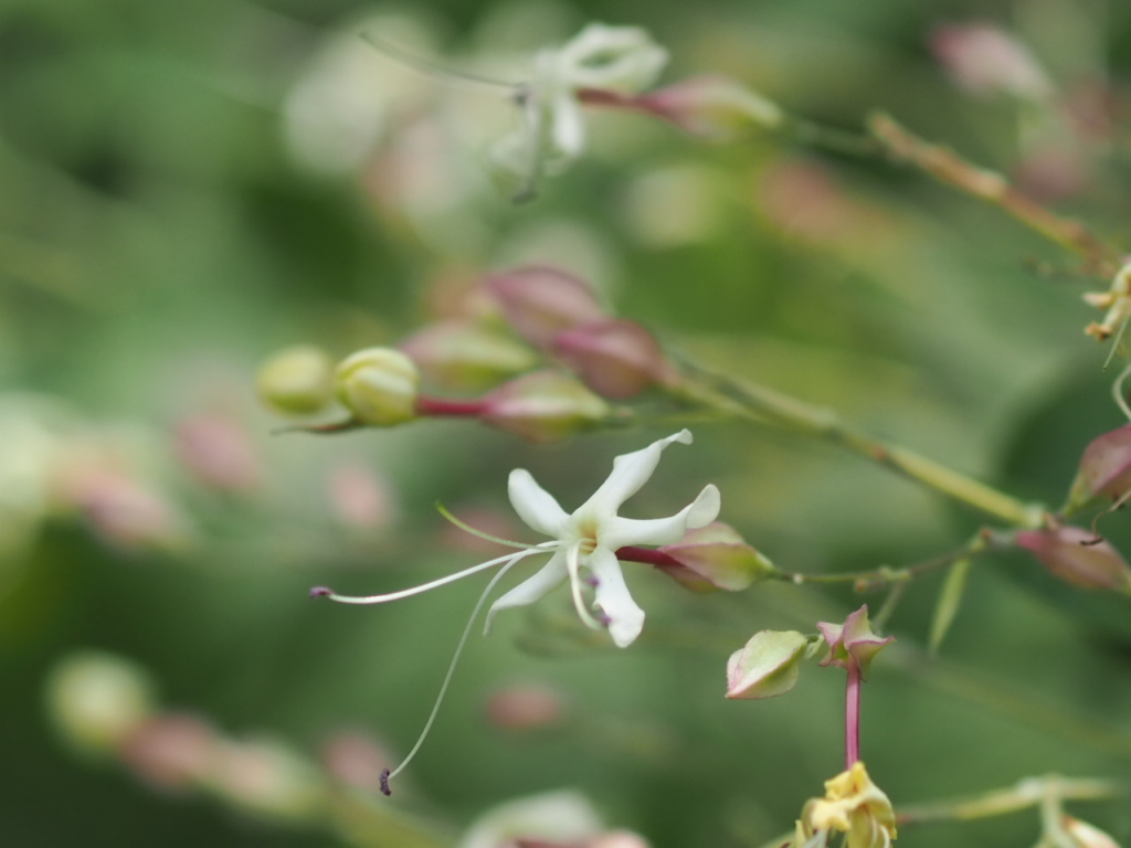 8/2  クサギさん