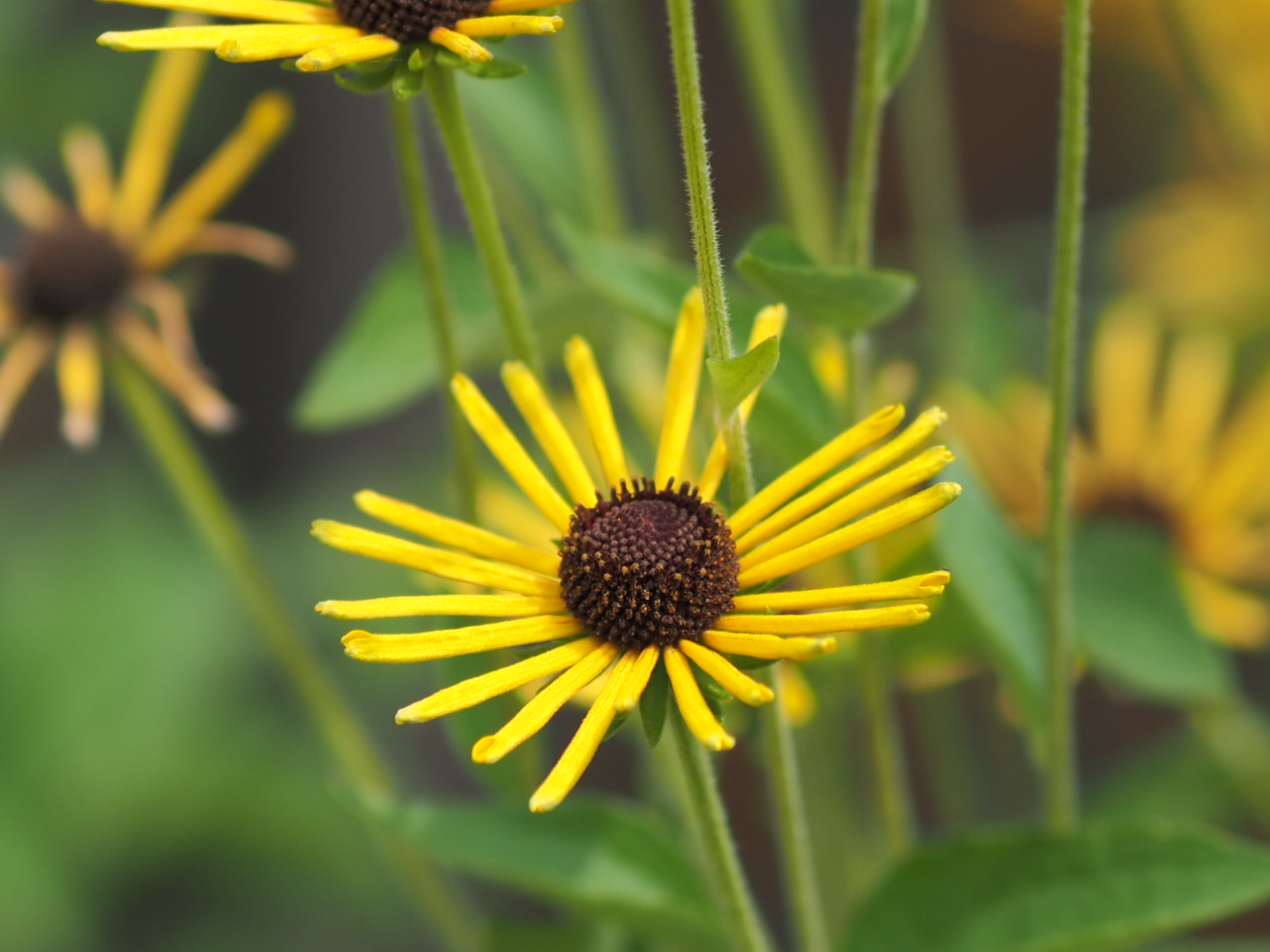 8/2  ルドベキアヘンリーアイラーズさん