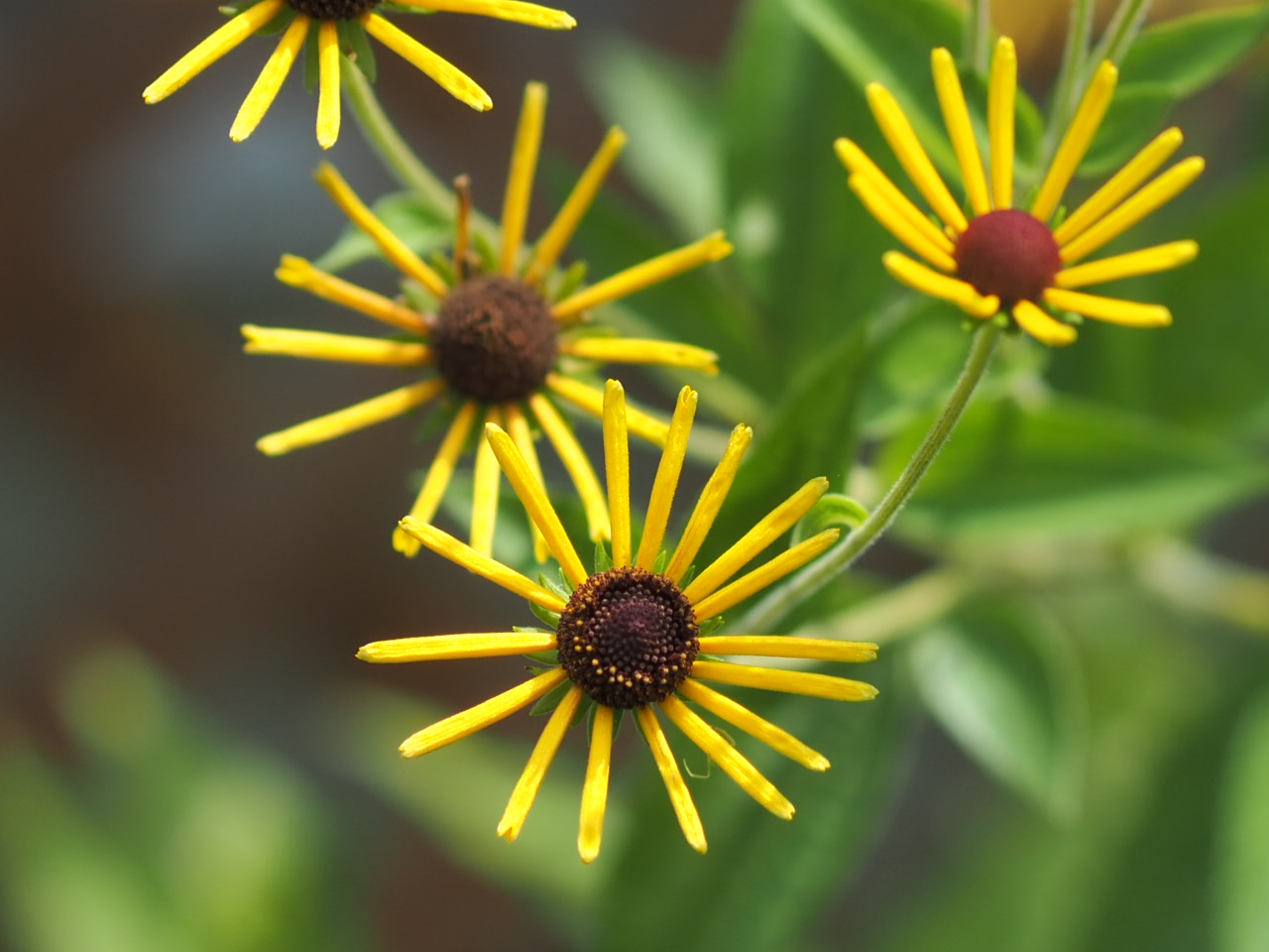 8/2  ルドベキアヘンリーアイラーズさん