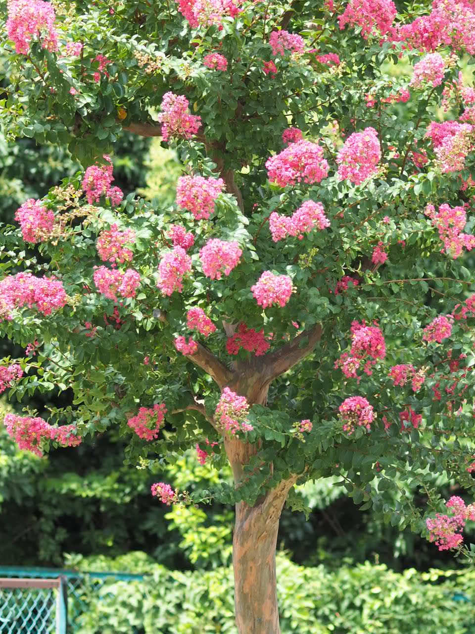 8/2  サルスベリさん