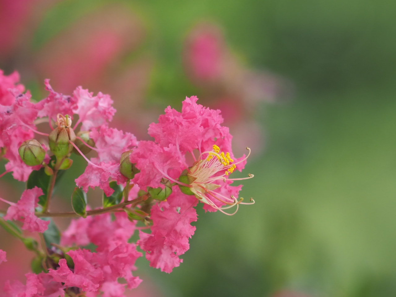 8/2  サルスベリさん