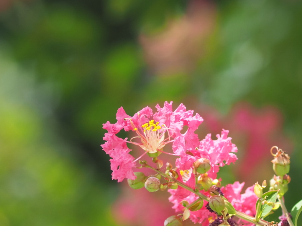 8/2  サルスベリさん