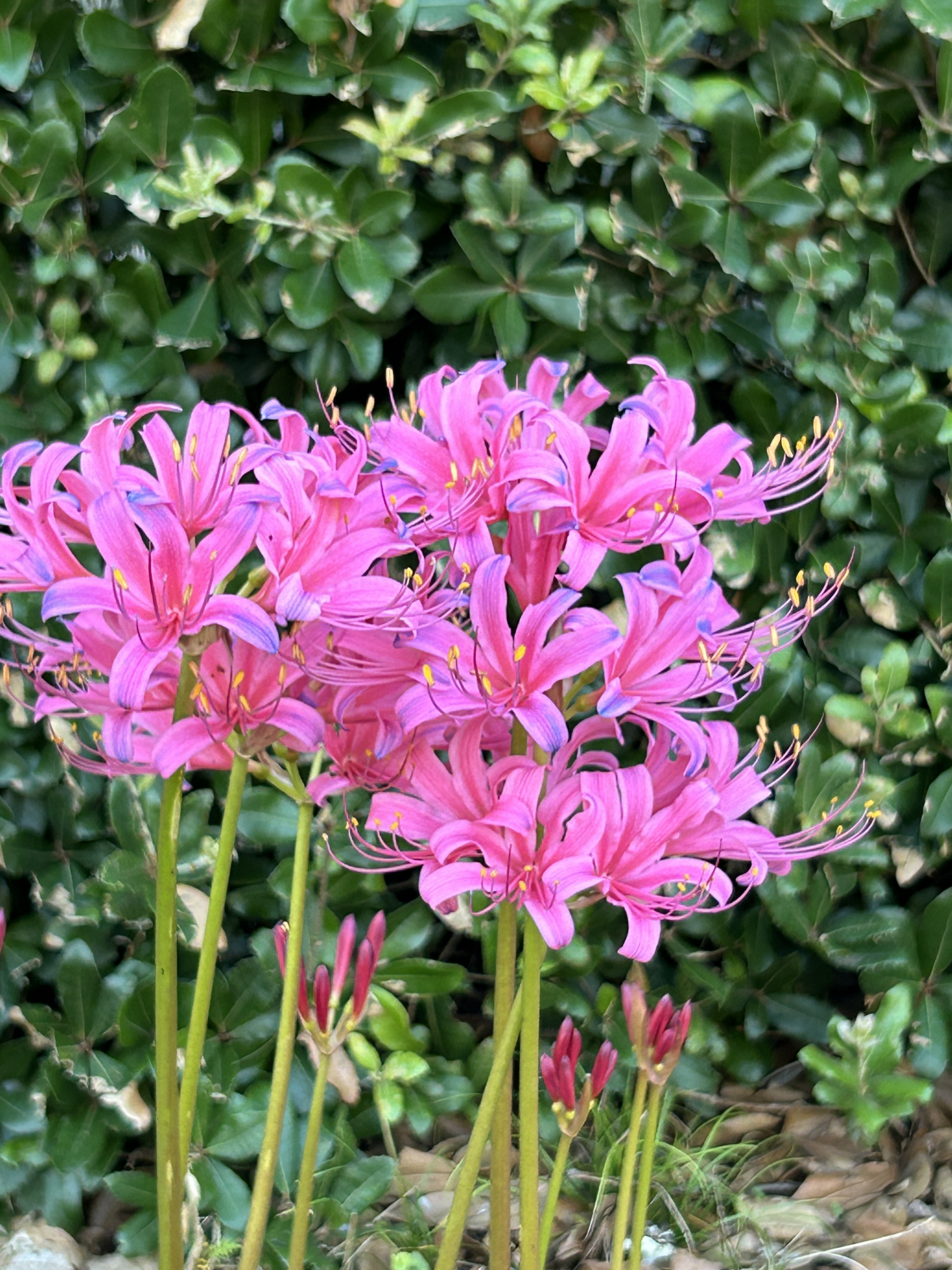 9/7 リコリスさん