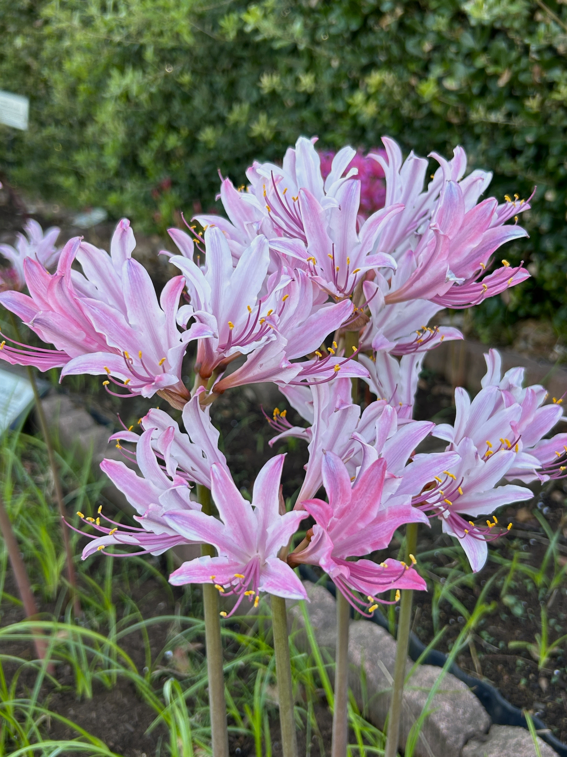 9/7 リコリスさん