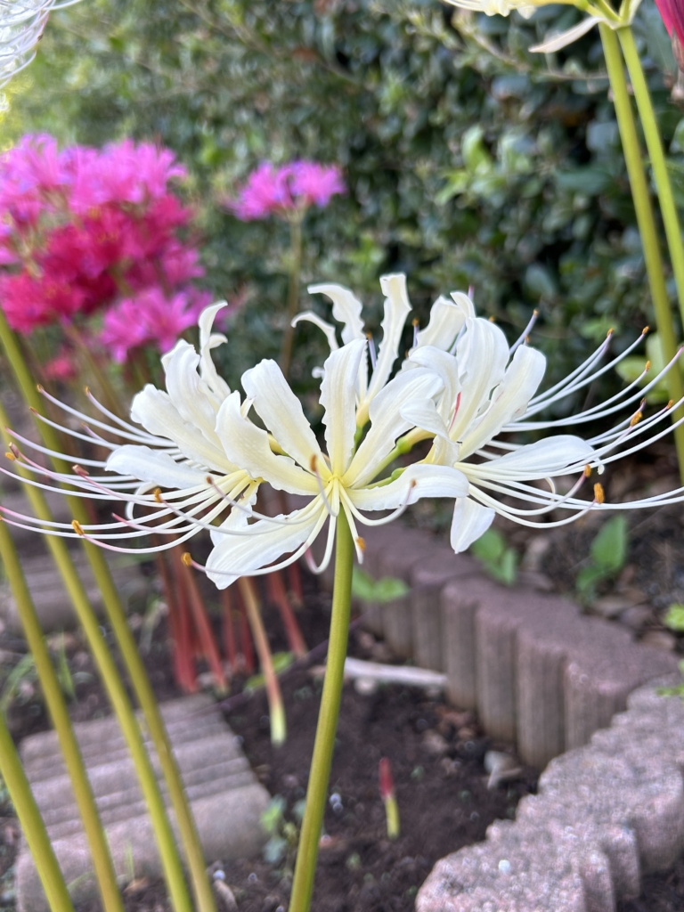 9/7 リコリスさん