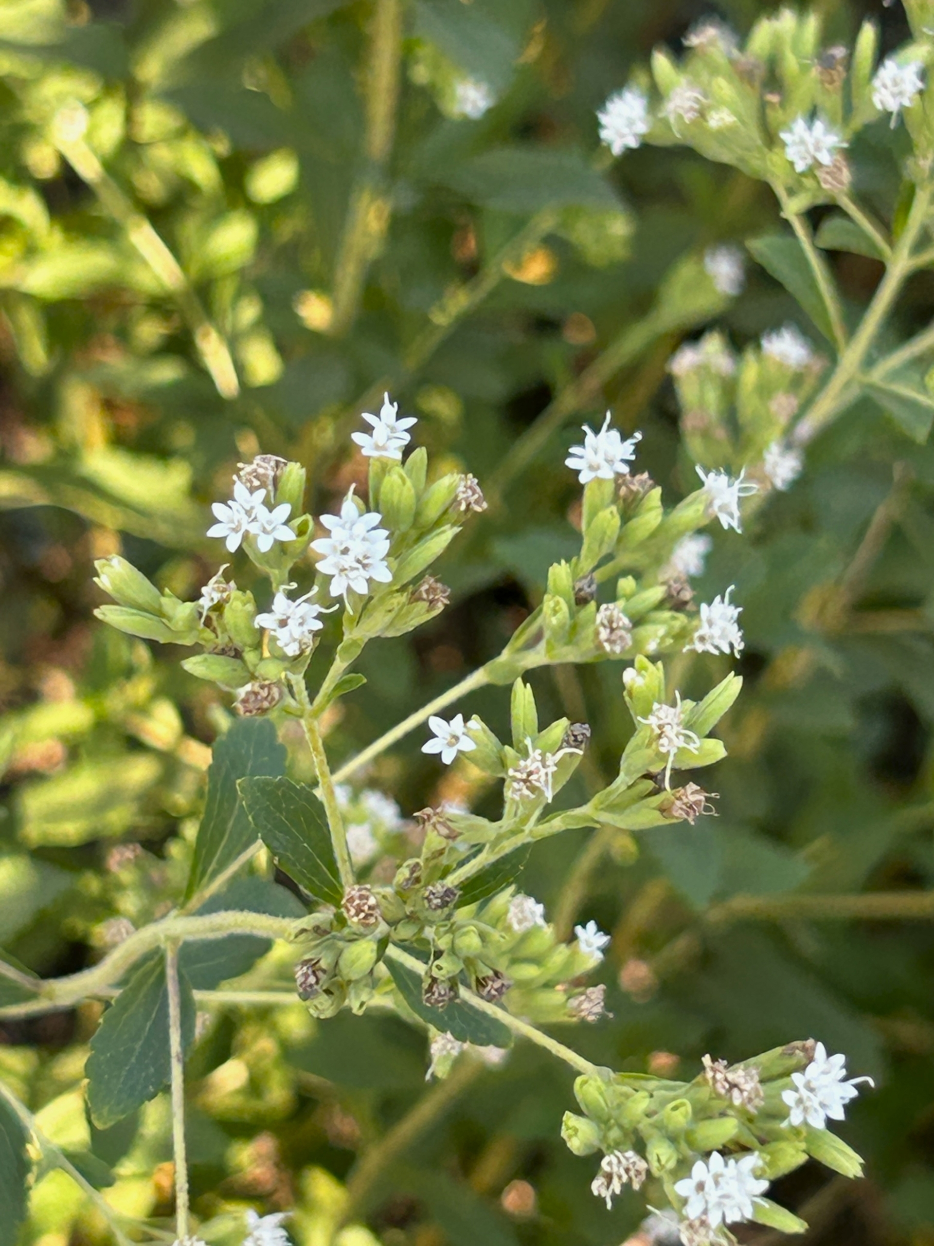 10/14  ステビアさん