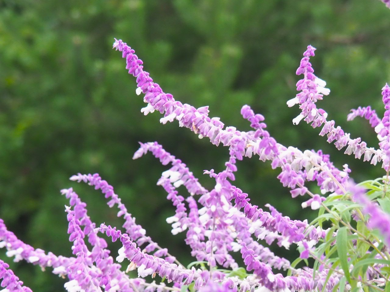 10/14  メキシカンブッシュセージさん