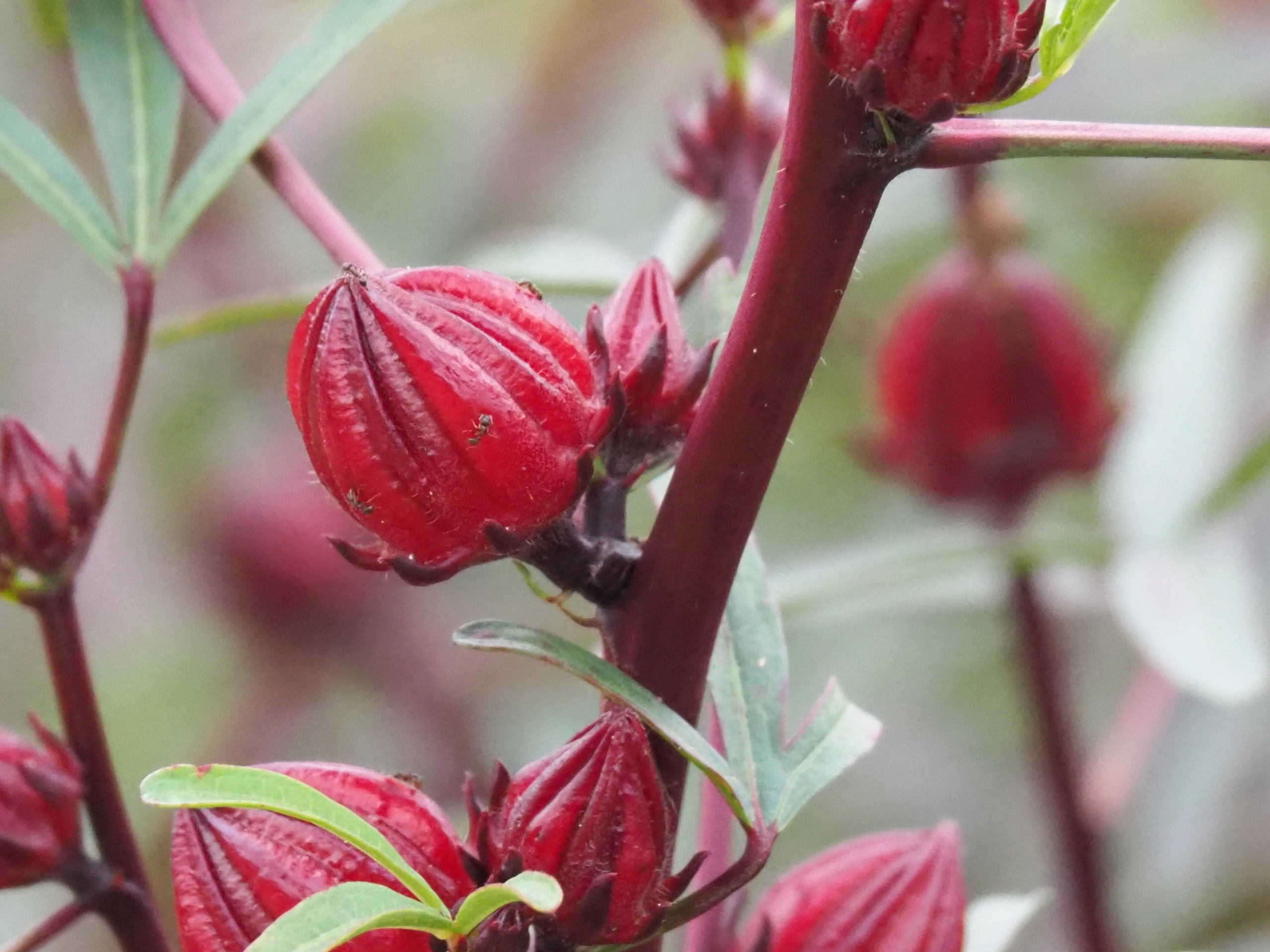 10/14  ローゼルさん