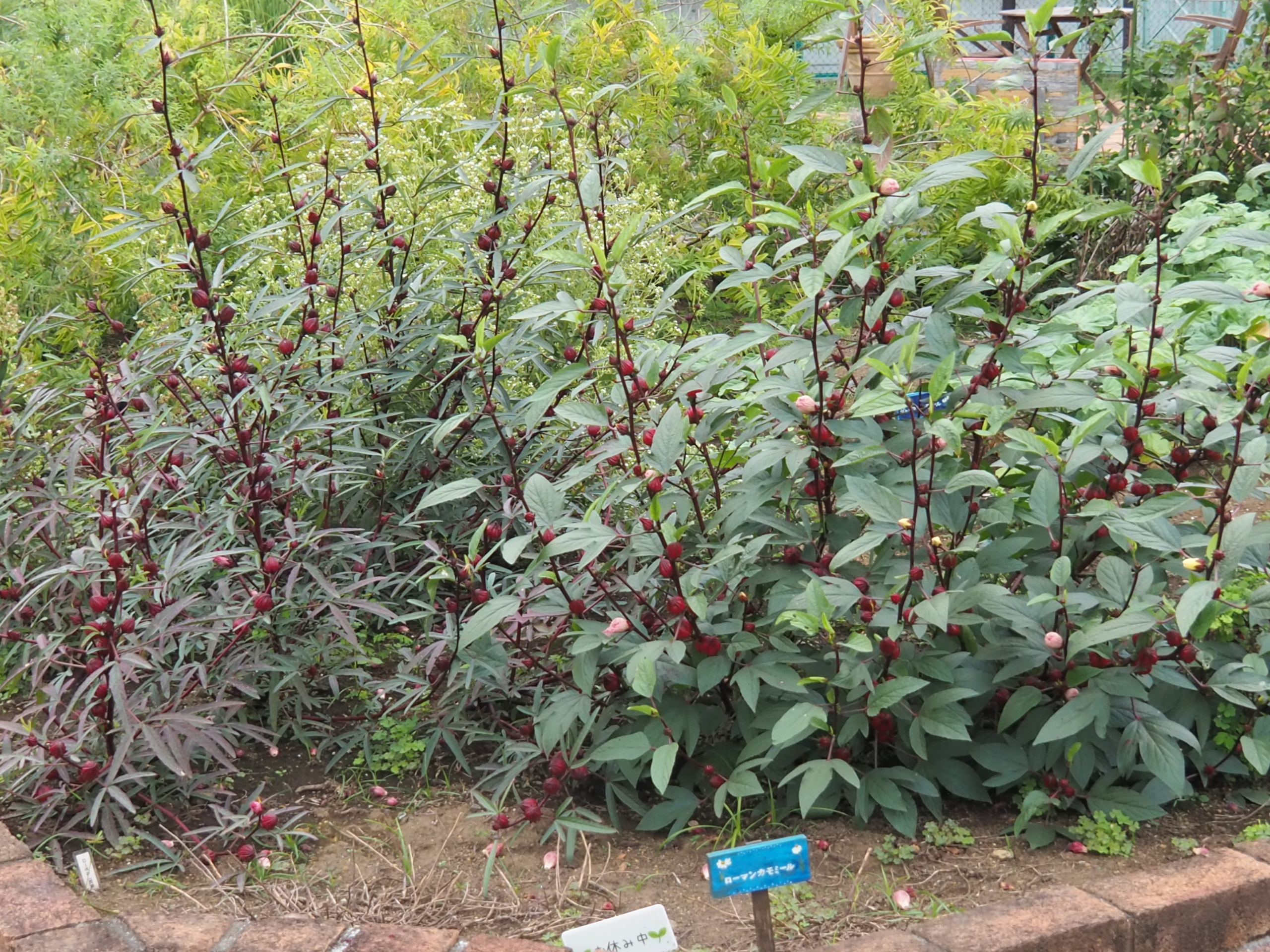 10/14  ローゼルさん