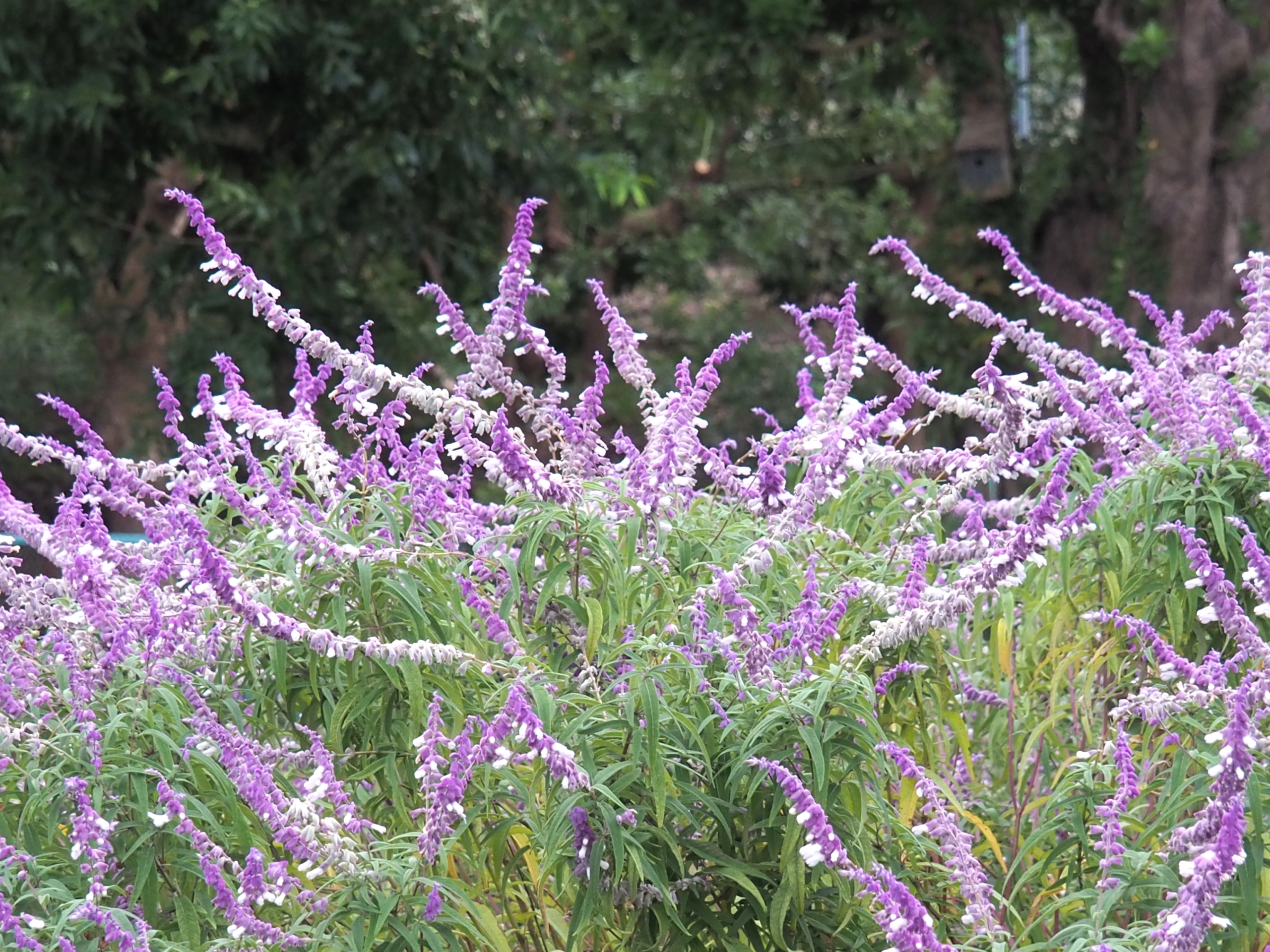 10/14  メキシカンブッシュセージさん