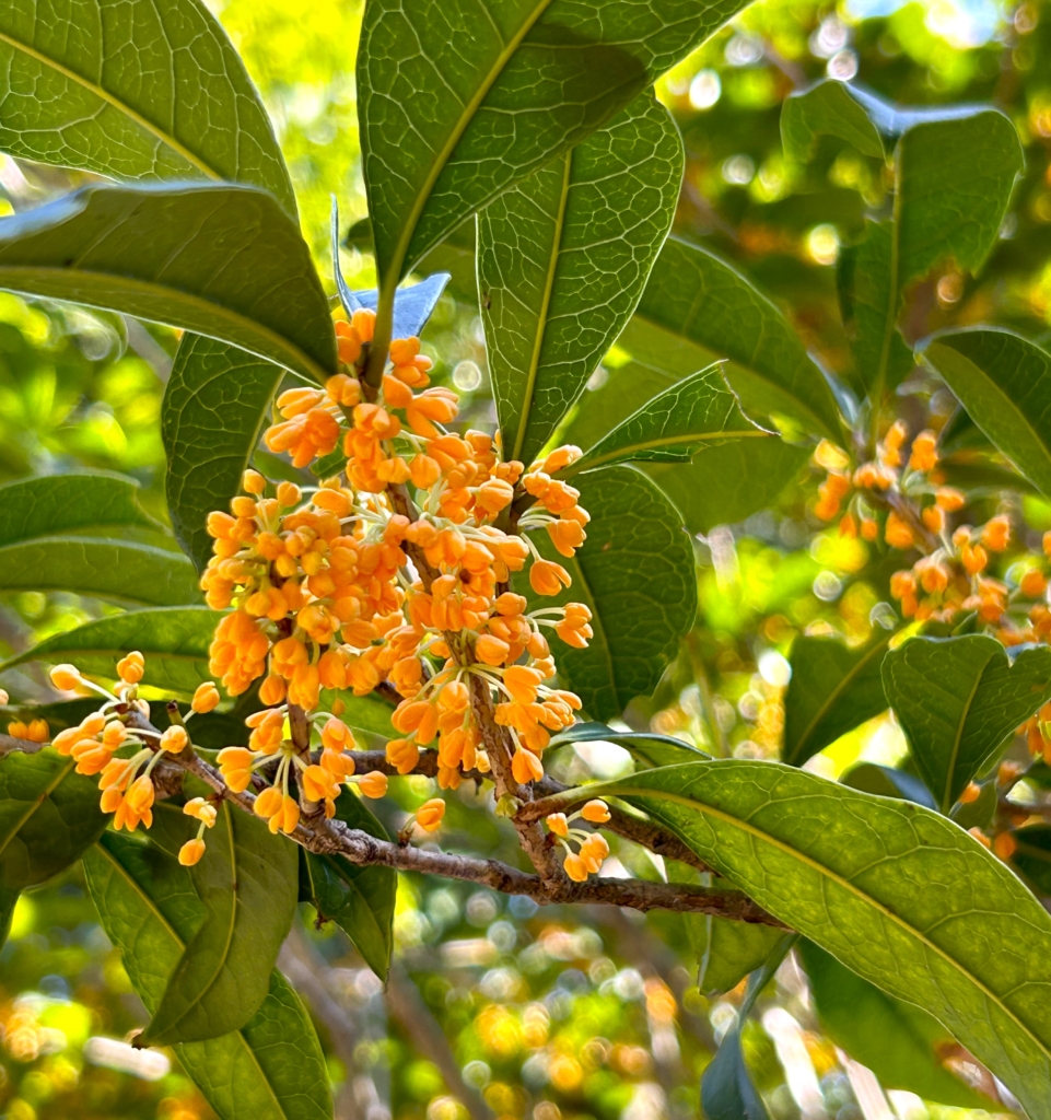10/14  キンモクセイさん