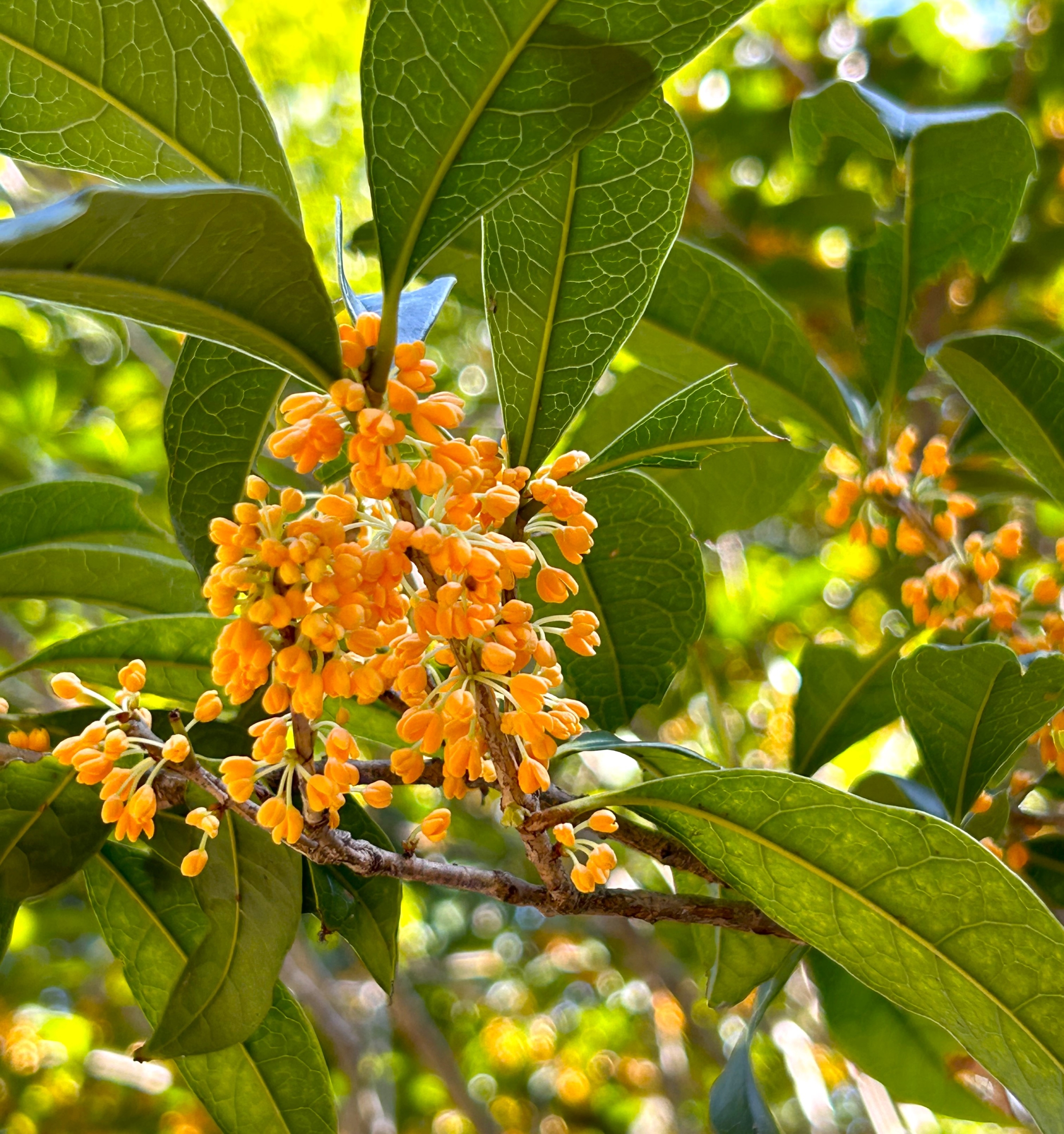 10/14  キンモクセイさん