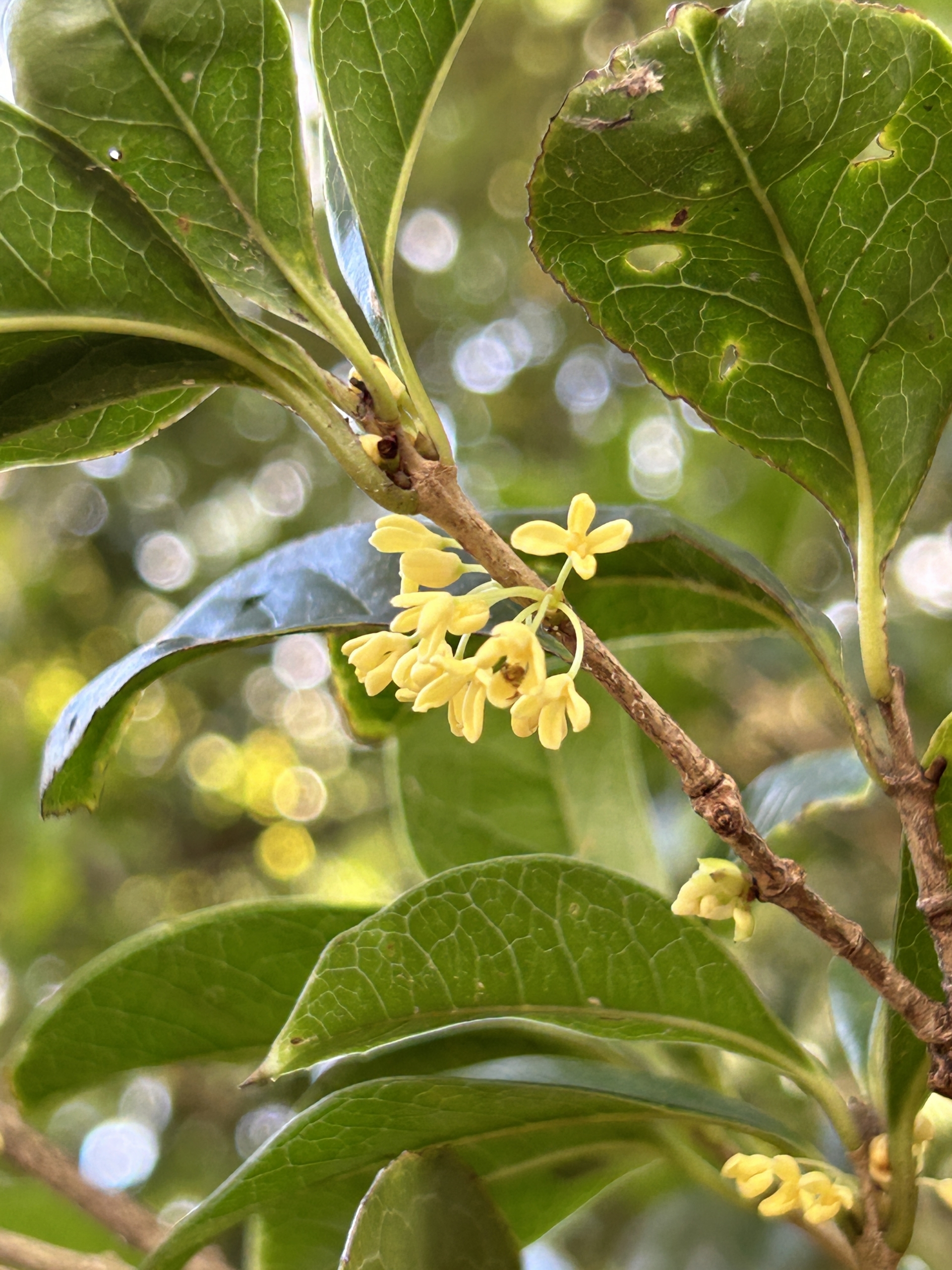 10/14  ギンモクセイさん