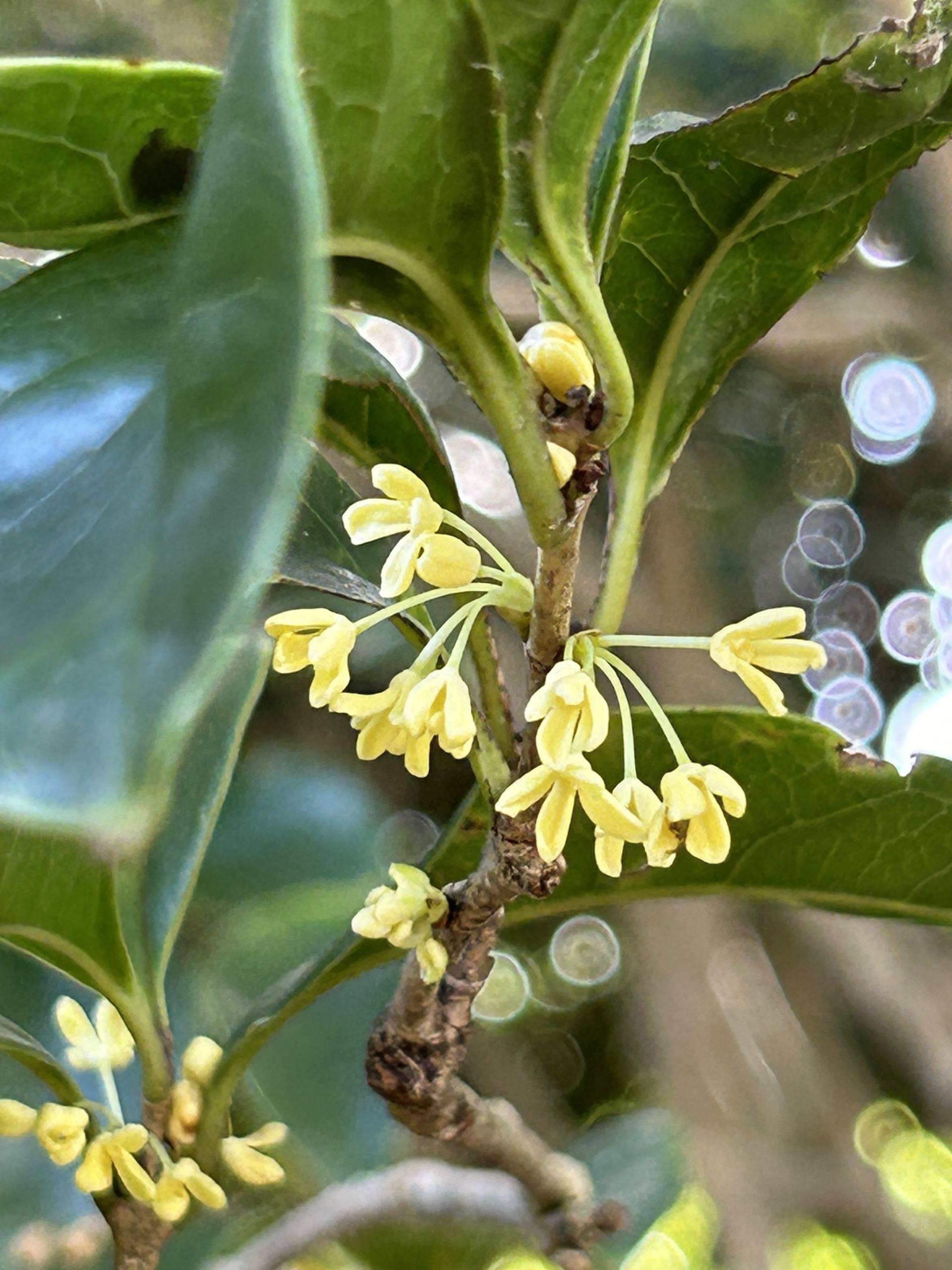10/14  ギンモクセイさん