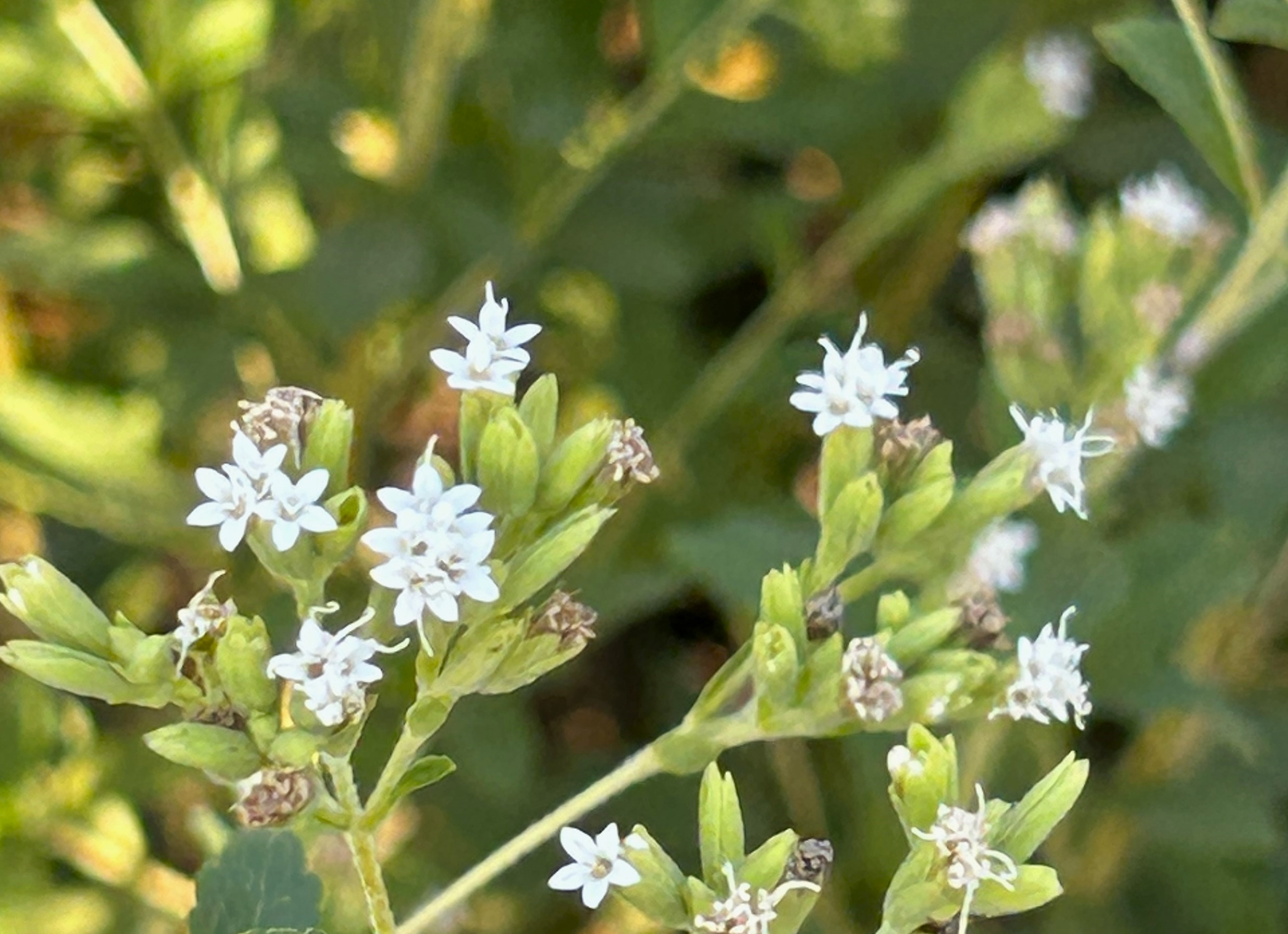 10/14  ステビアさん