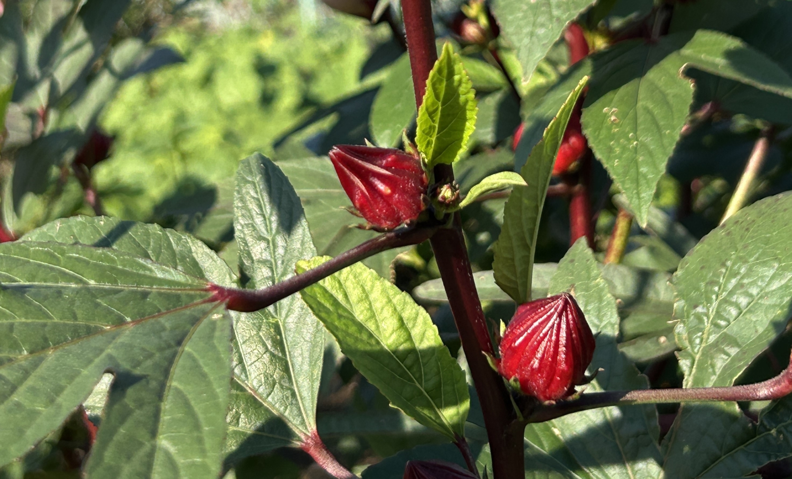 10/14  ローゼルさん