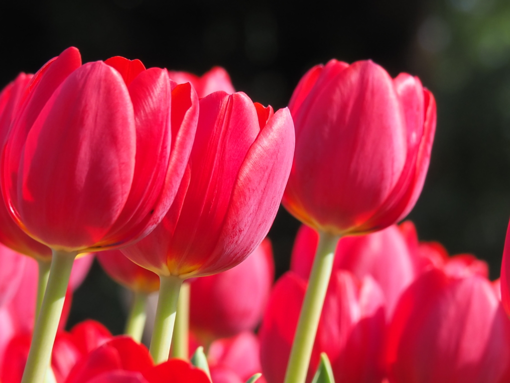 11/6 アイスチューリップさん