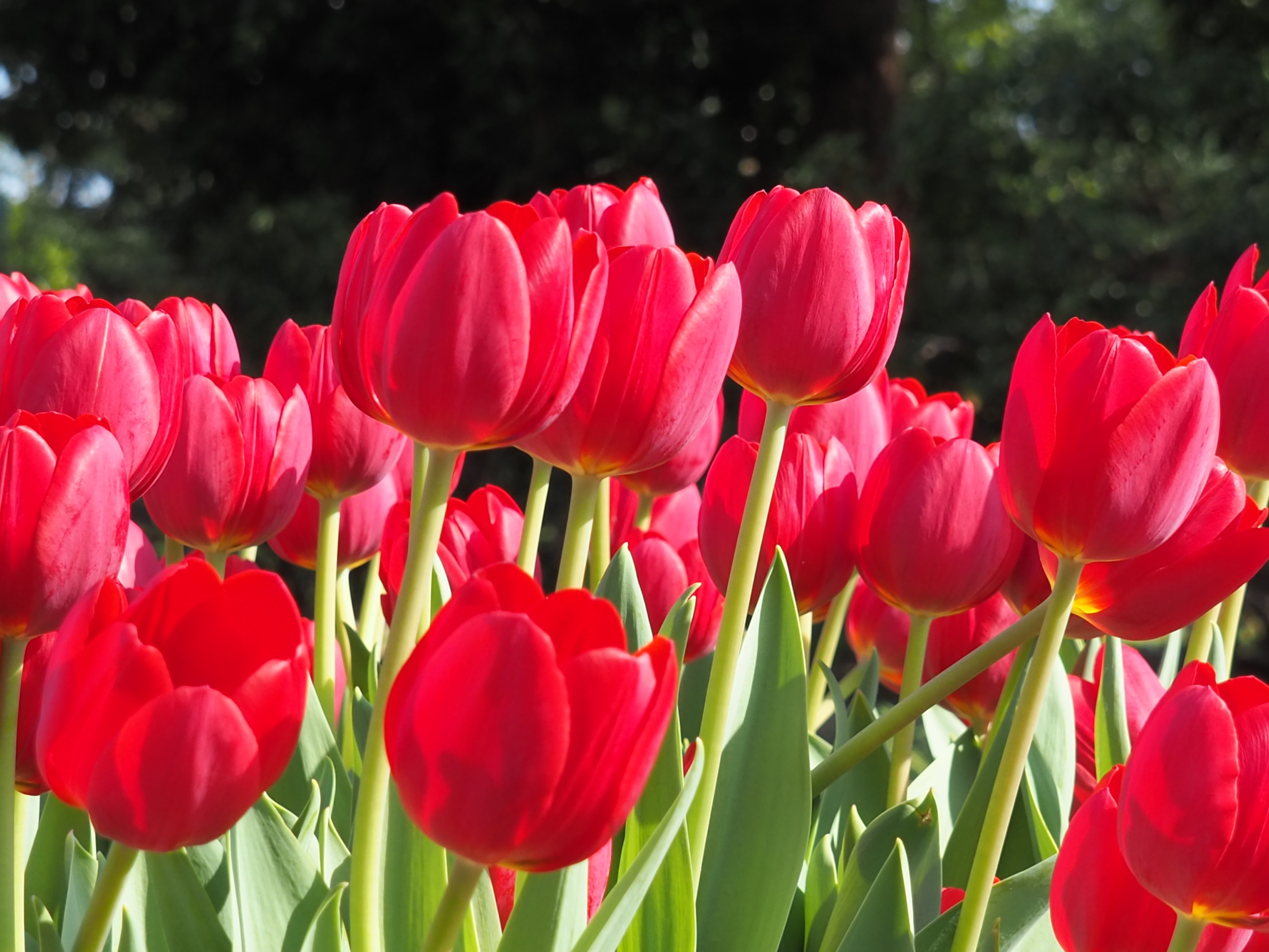 11/6 アイスチューリップさん