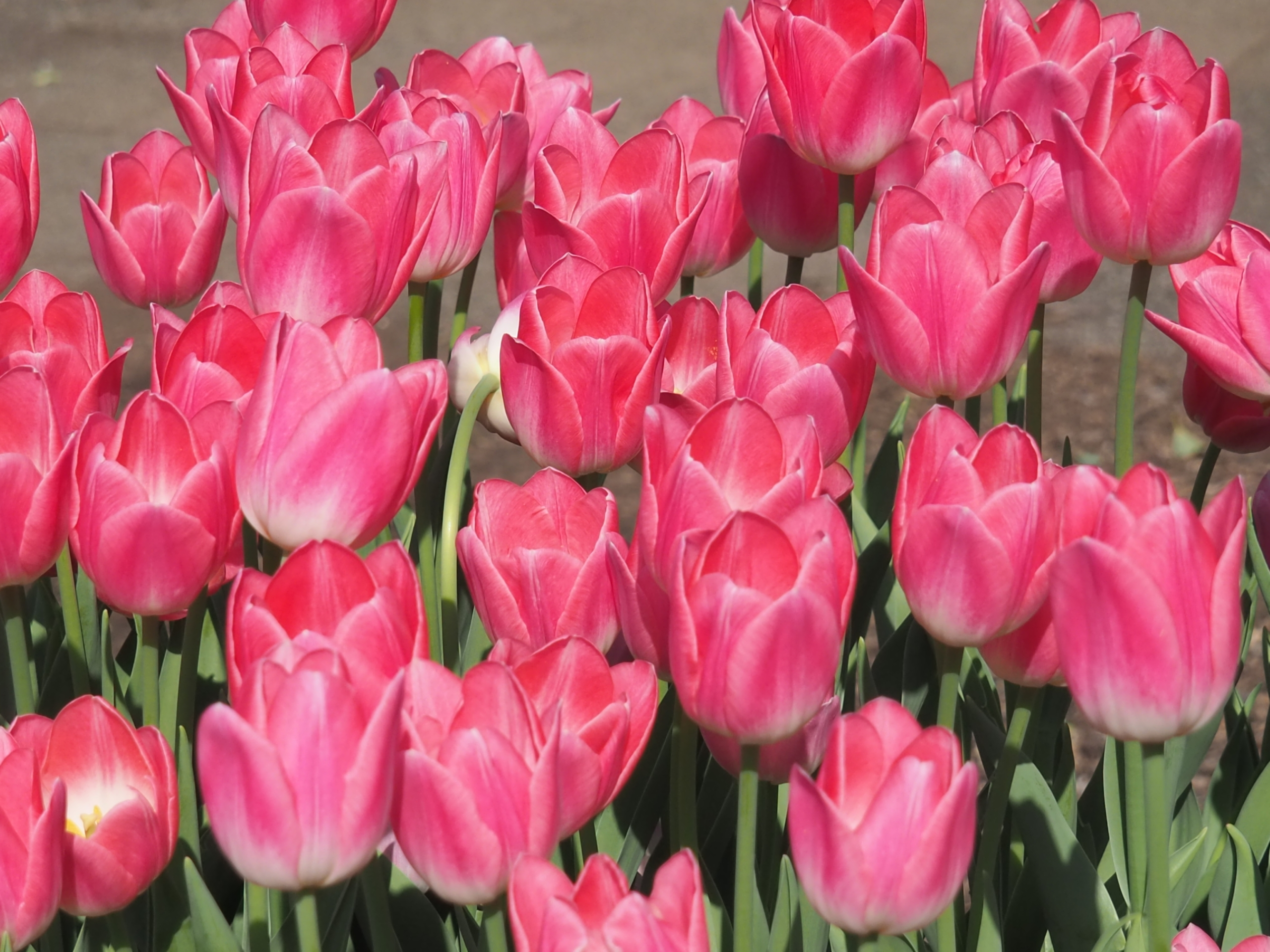 11/6 アイスチューリップさん