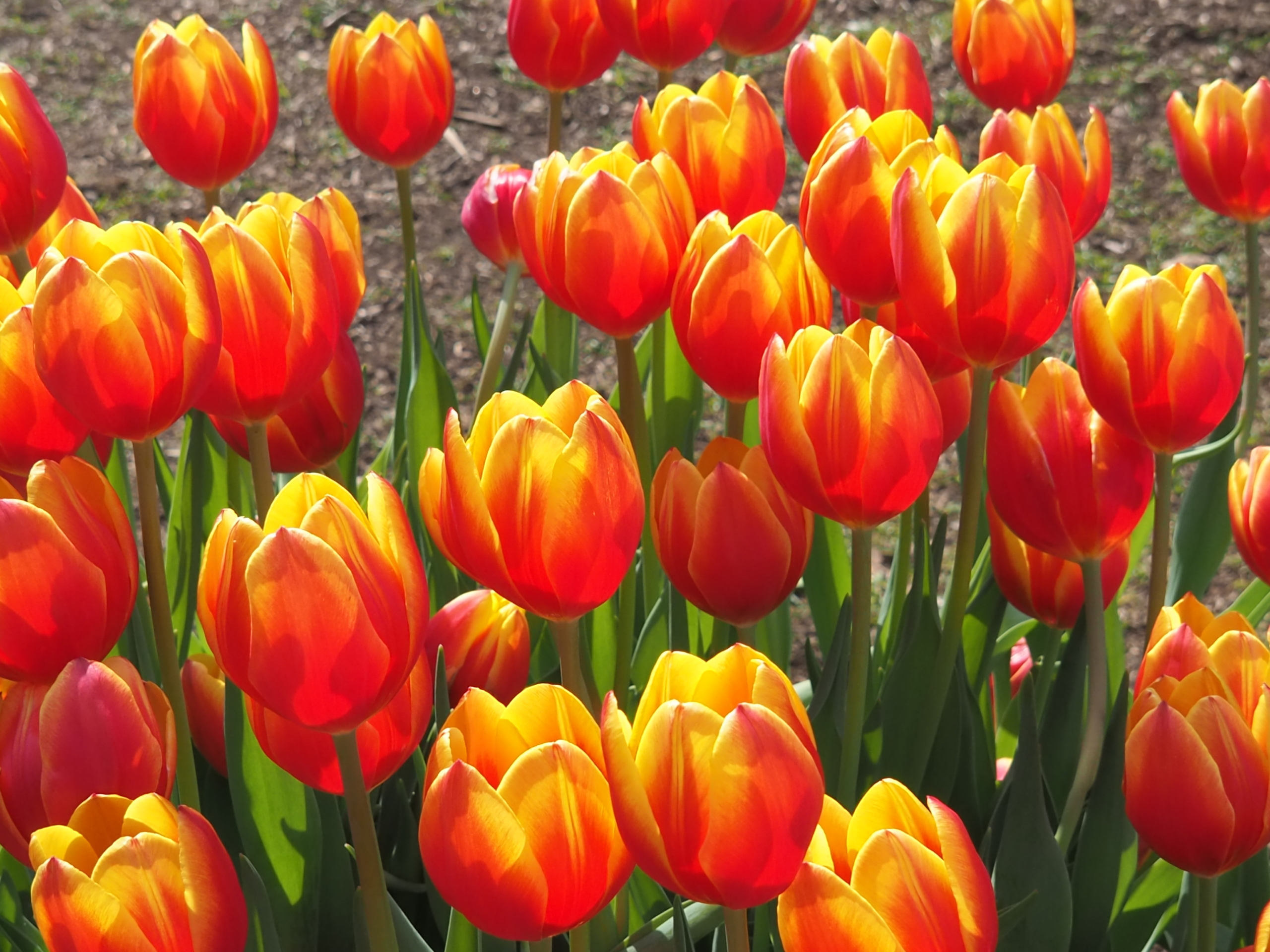 11/6 アイスチューリップさん