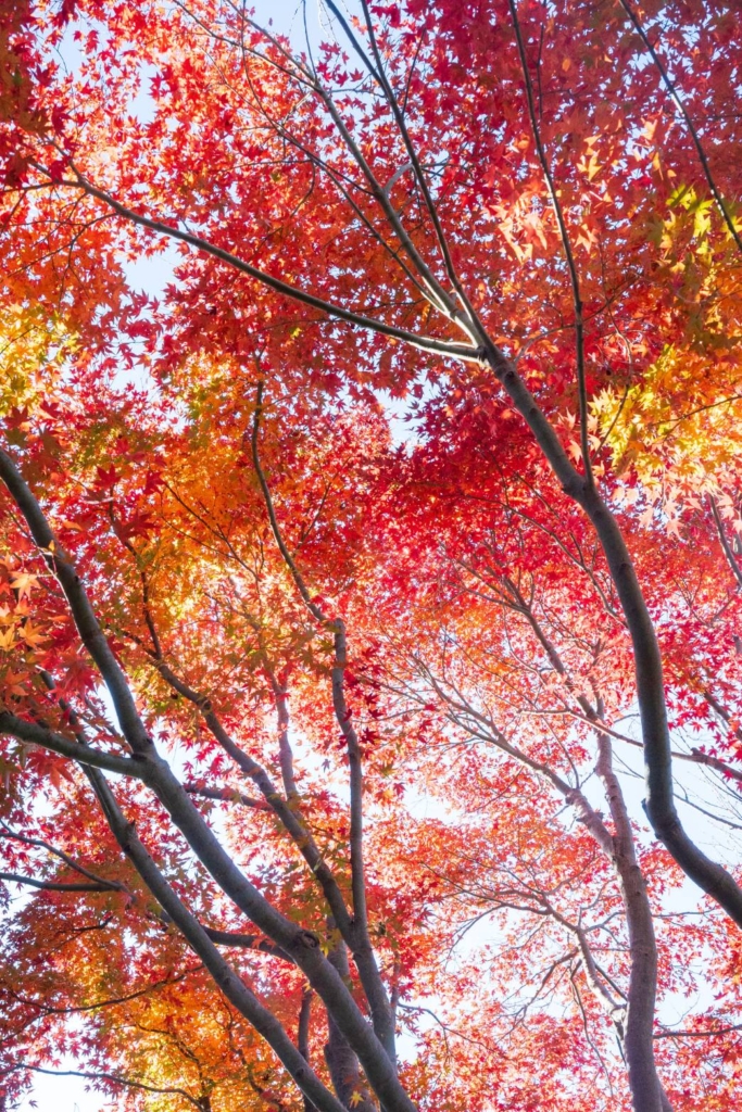 11/30 イロハモミジさん