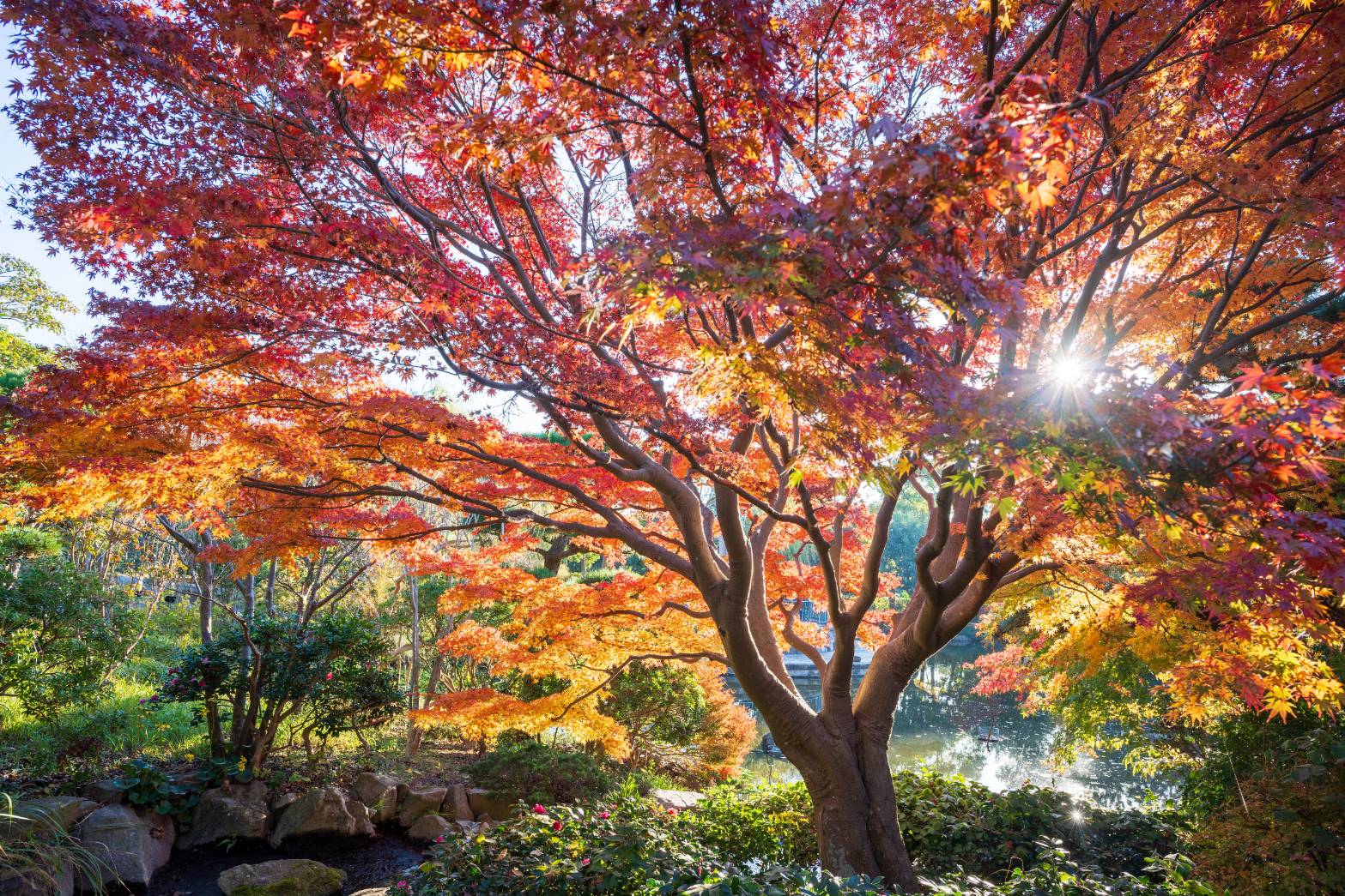 11/30 イロハモミジさん