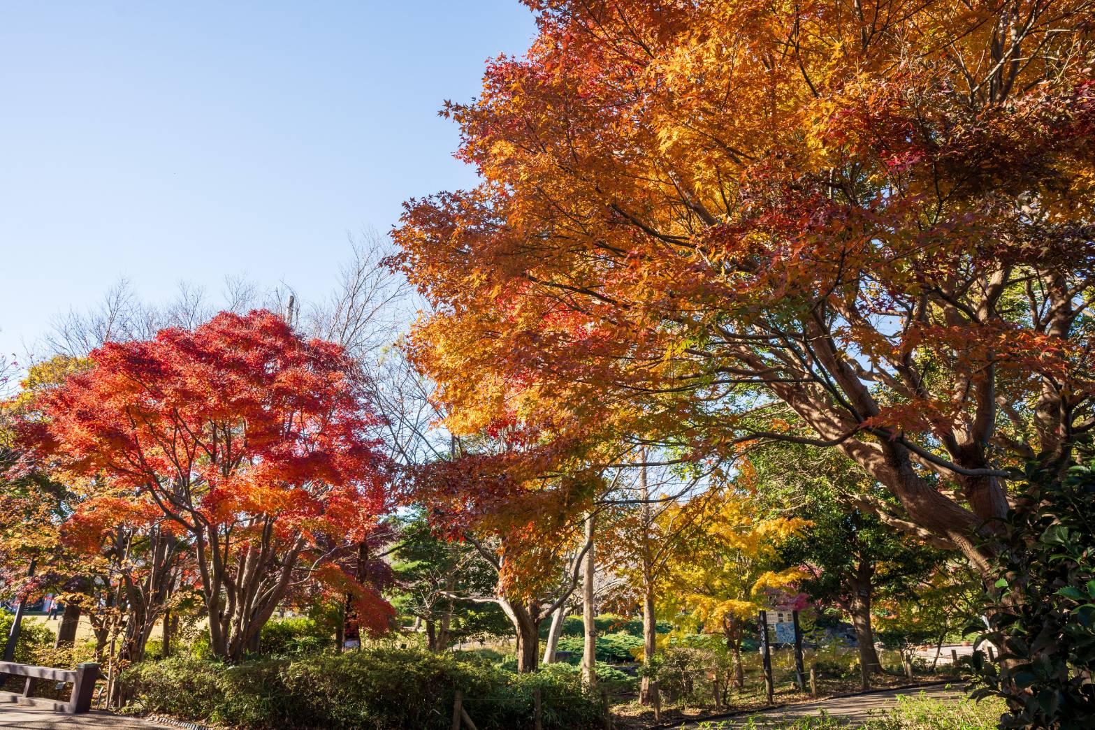 11/30 イロハモミジさん