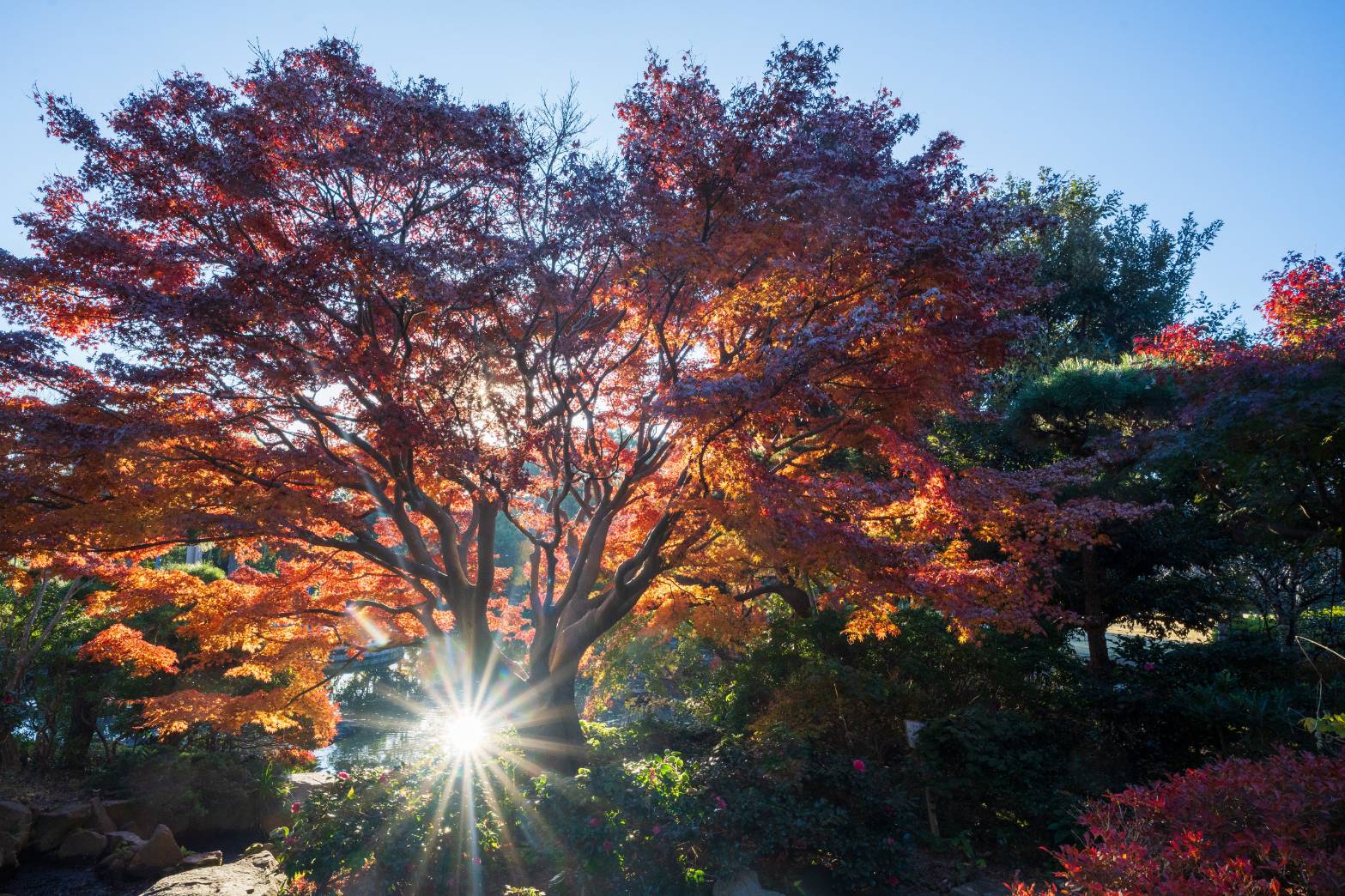 11/30 イロハモミジさん