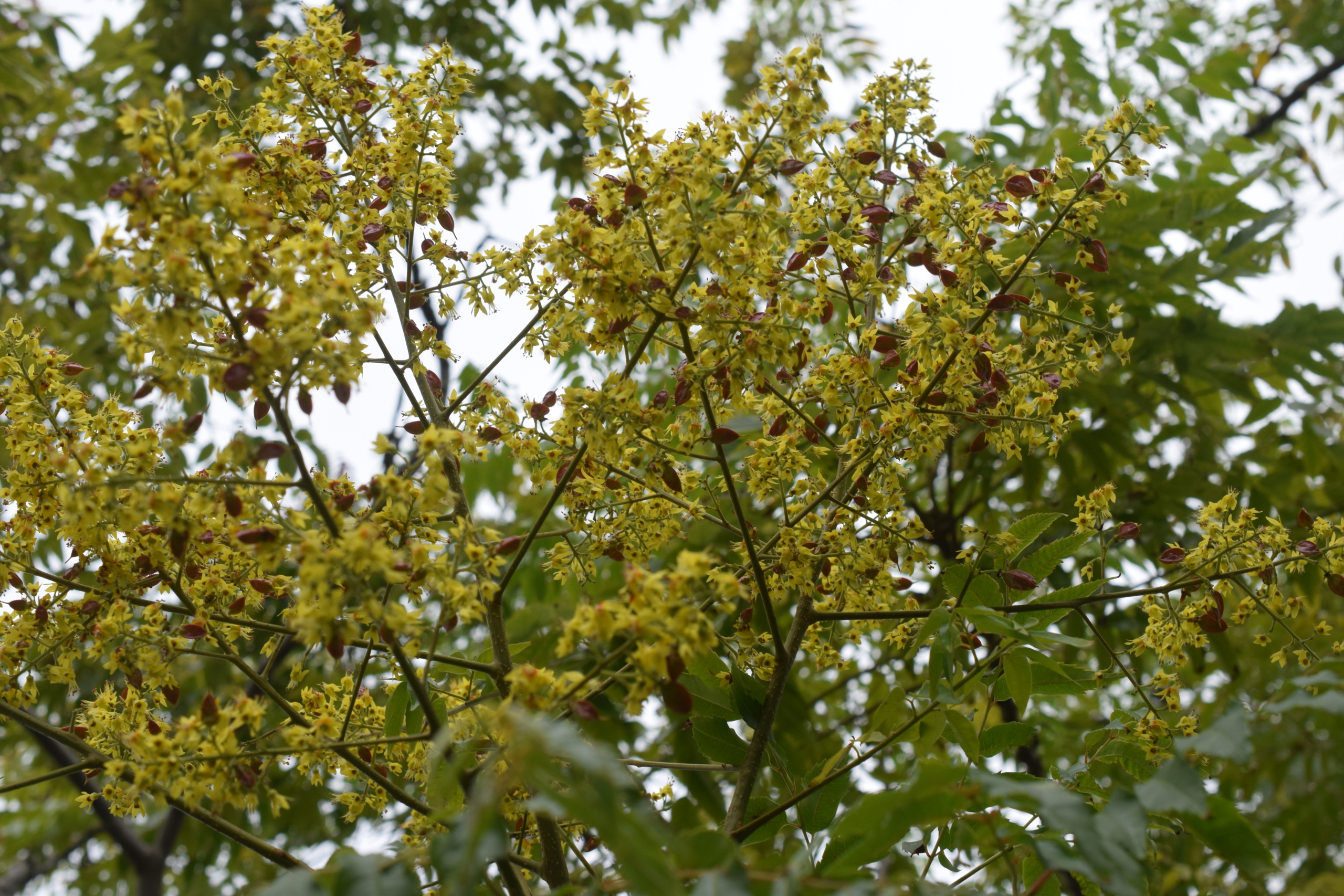 11/12 タイワンモクゲンジさん