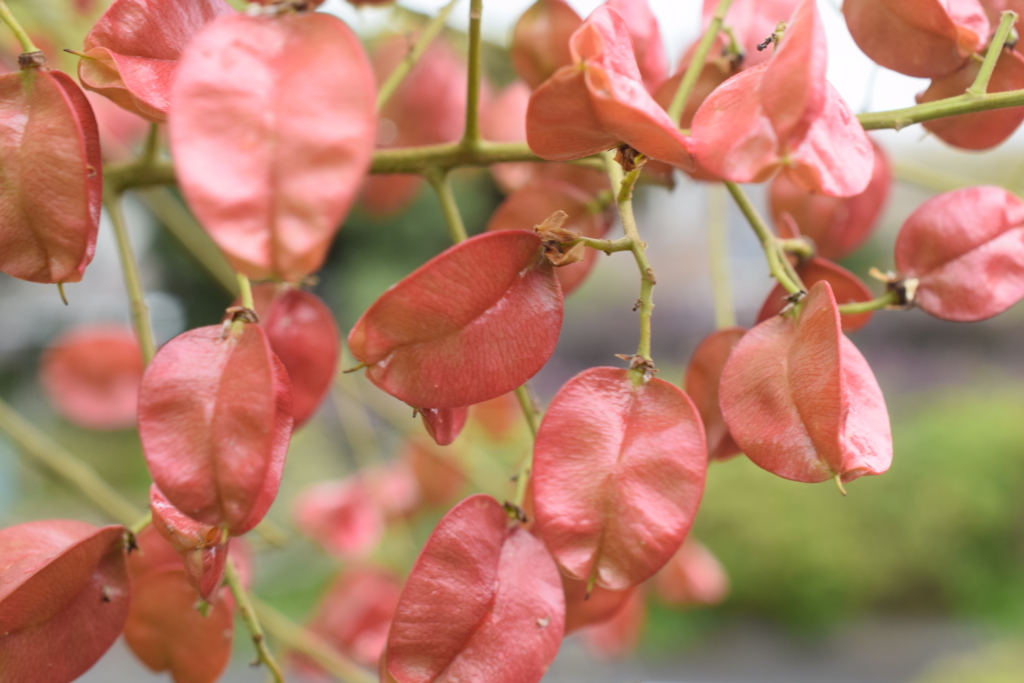 11/12 タイワンモクゲンジさん